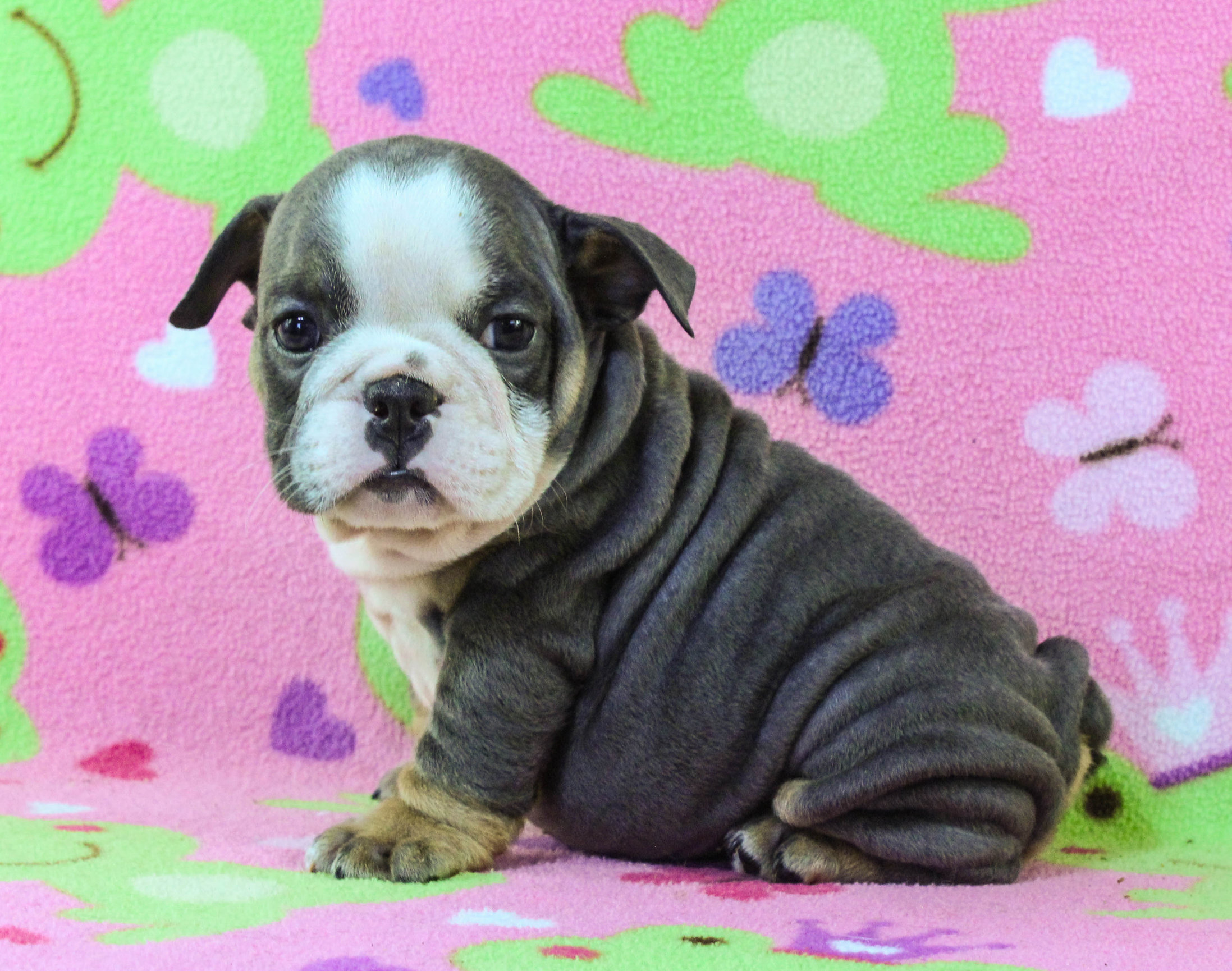 ALL OUR SPRING PUPPIES! - Sugarplum Bulldogs