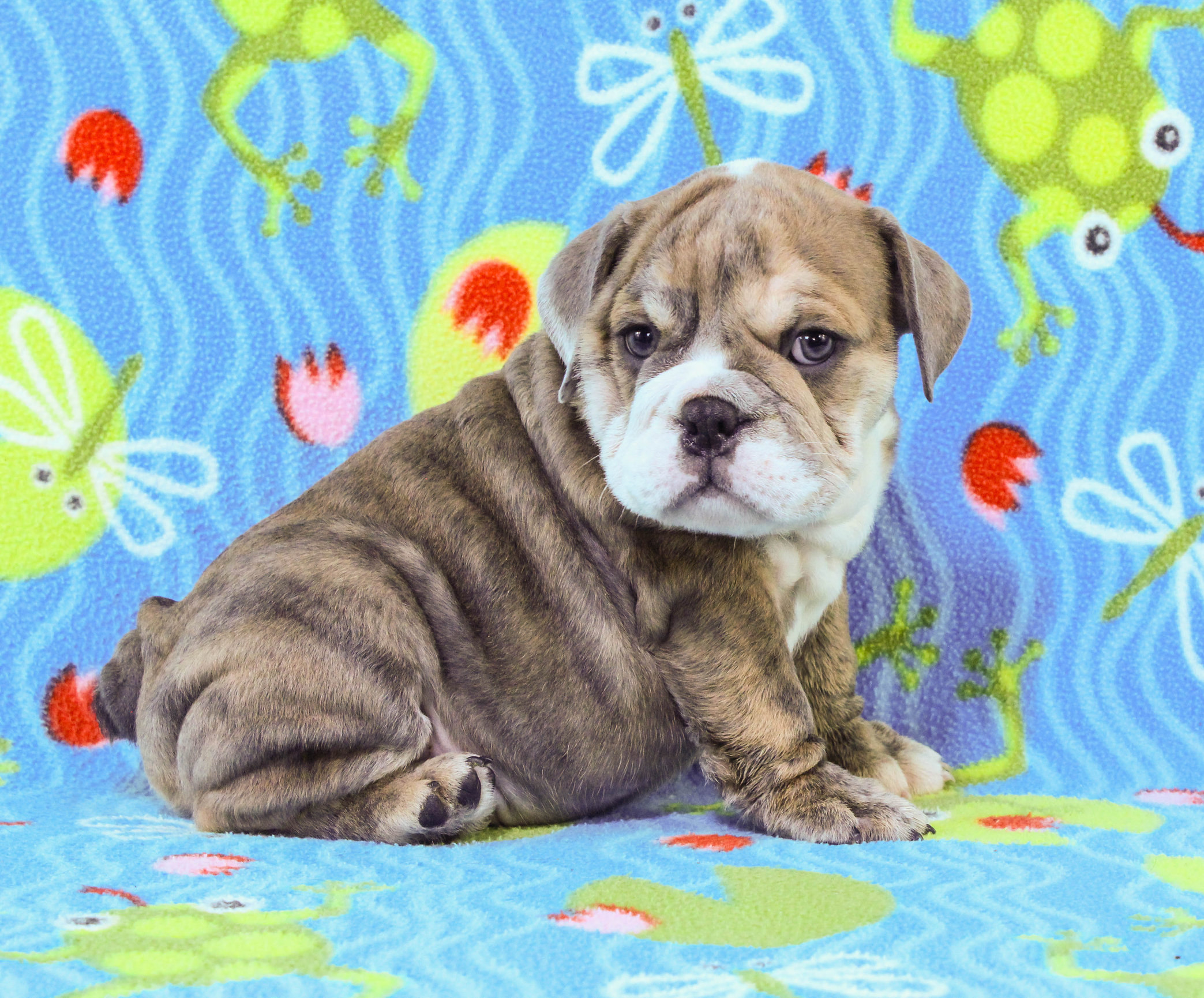 Home of the Smaller AKC English Bulldog Puppies - Newbies