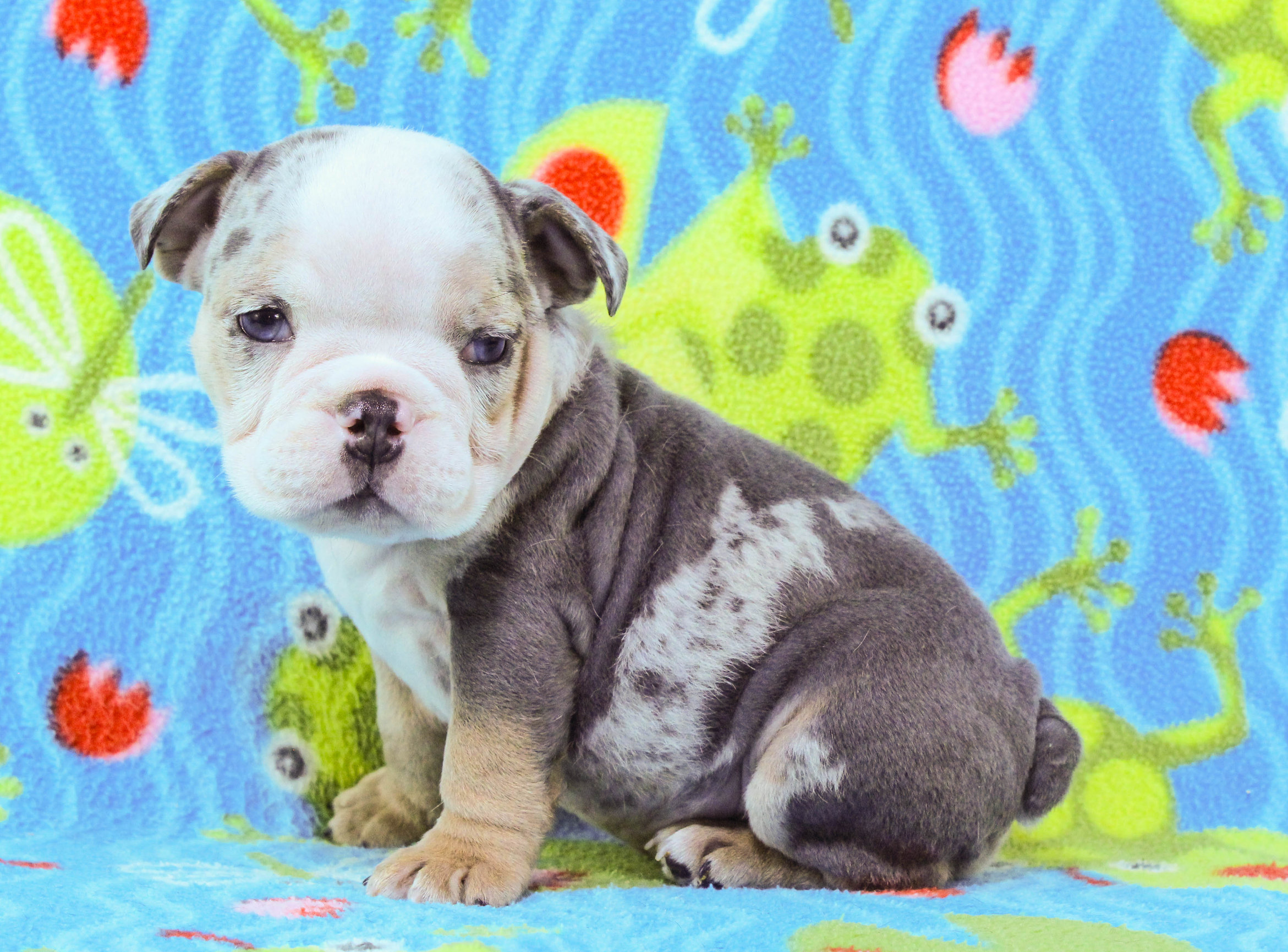 Home of the Smaller AKC English Bulldog Puppies - Newbies