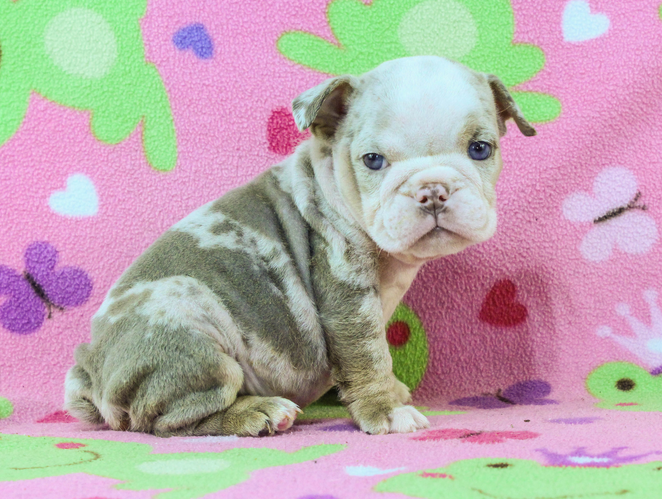 Home of the Smaller AKC English Bulldog Puppies - Newbies