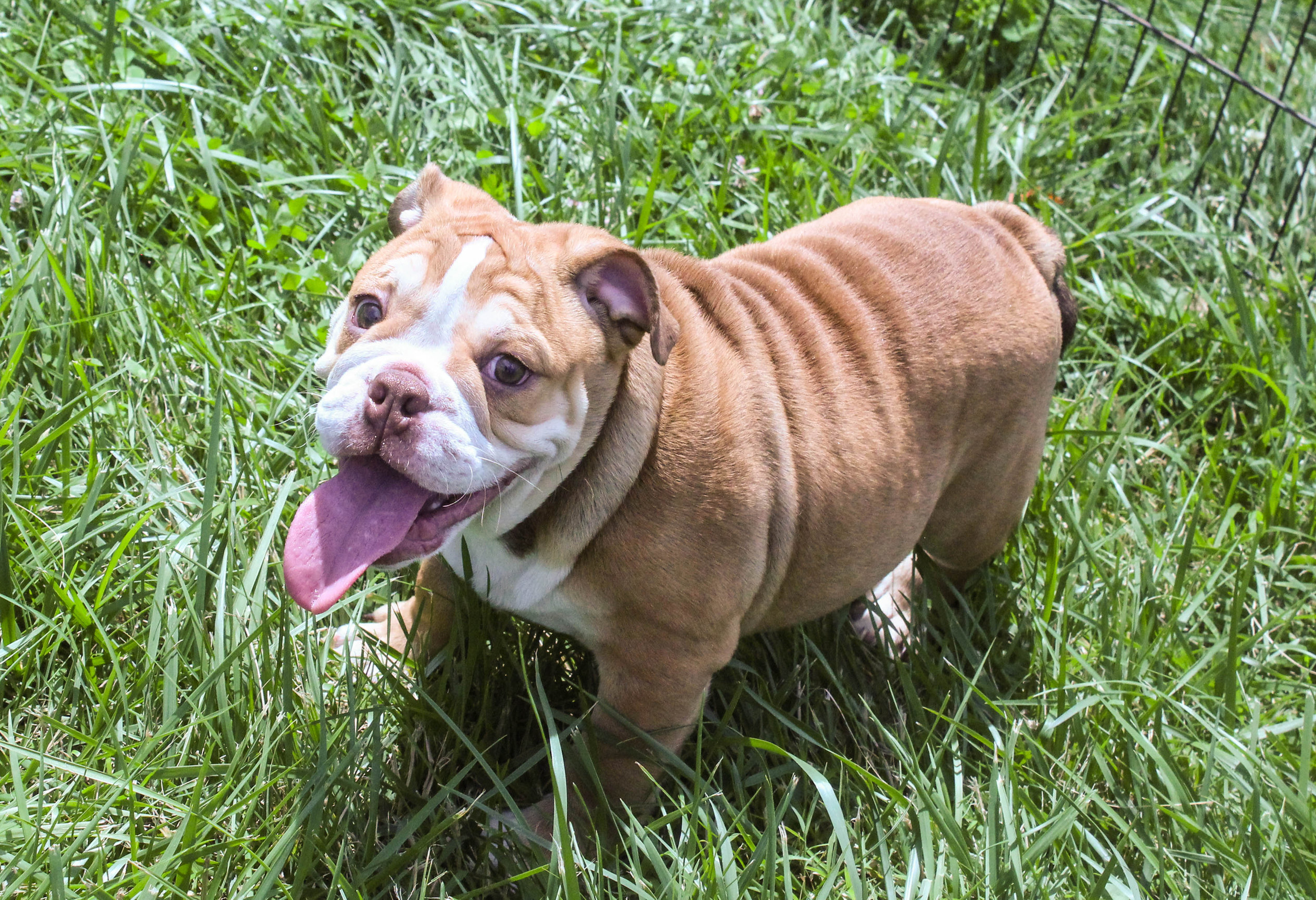 Home of the Smaller AKC English Bulldog Puppies - Newbies