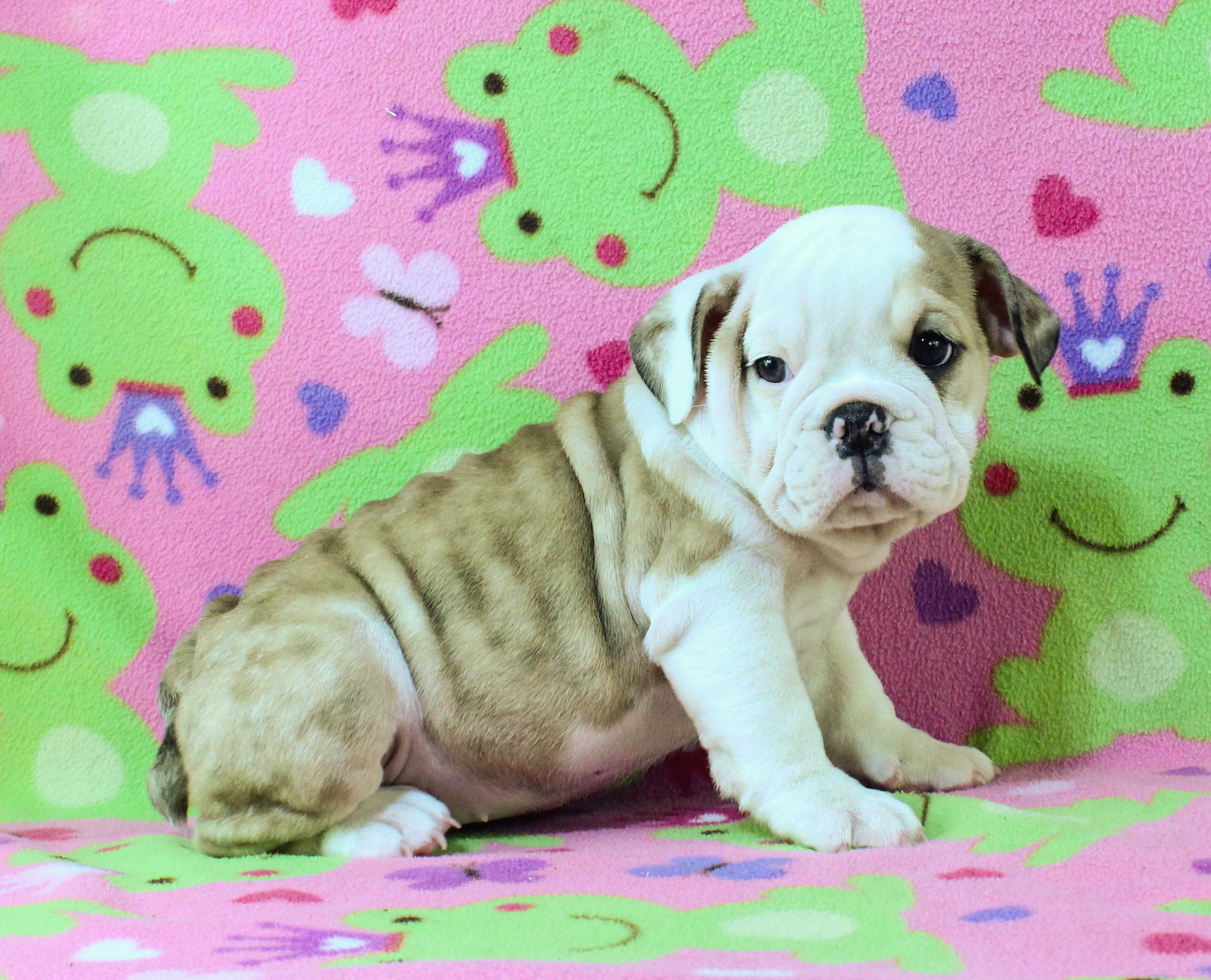 Home of the Smaller AKC English Bulldog Puppies - Newbies