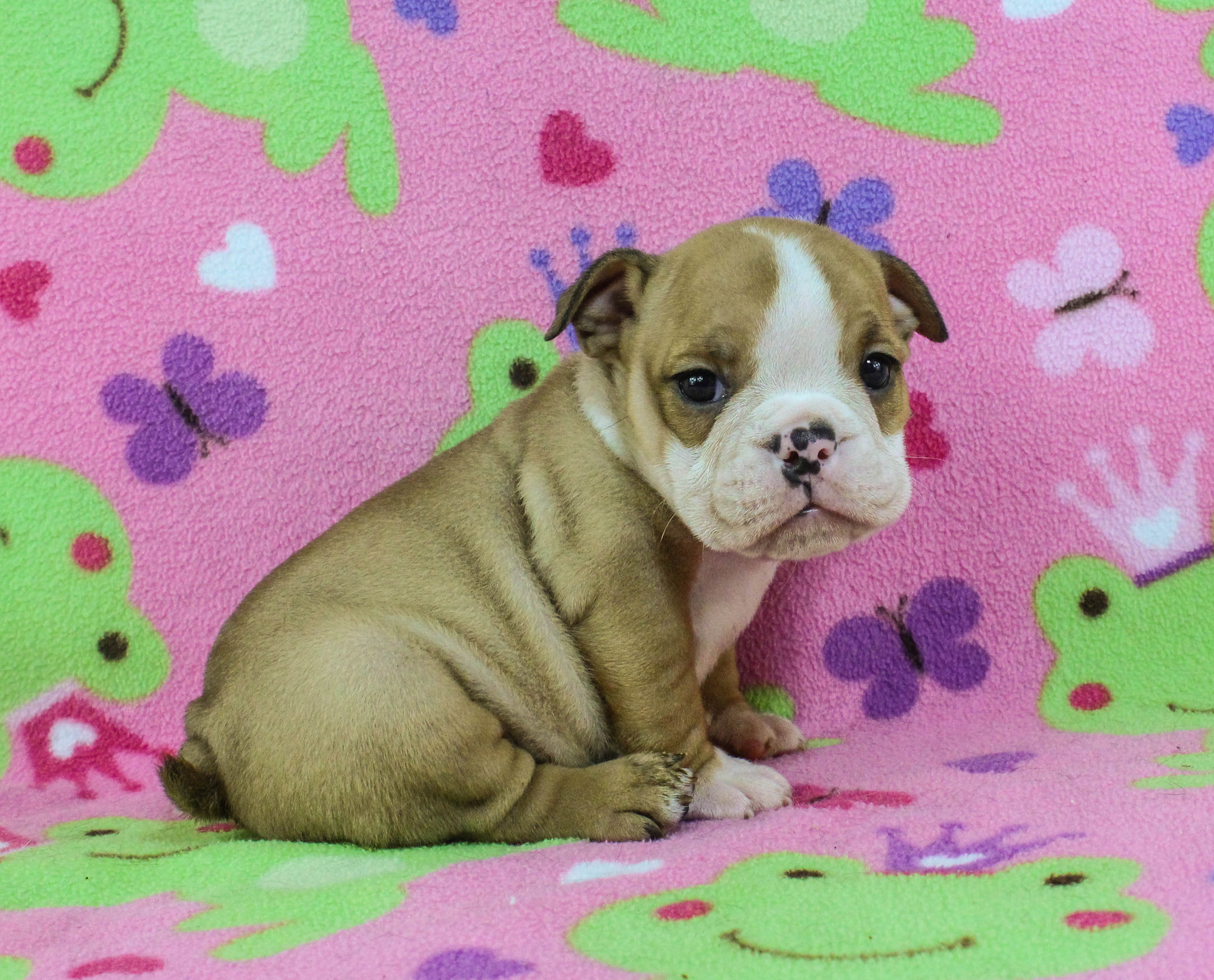 Home of the Smaller AKC English Bulldog Puppies - Newbies