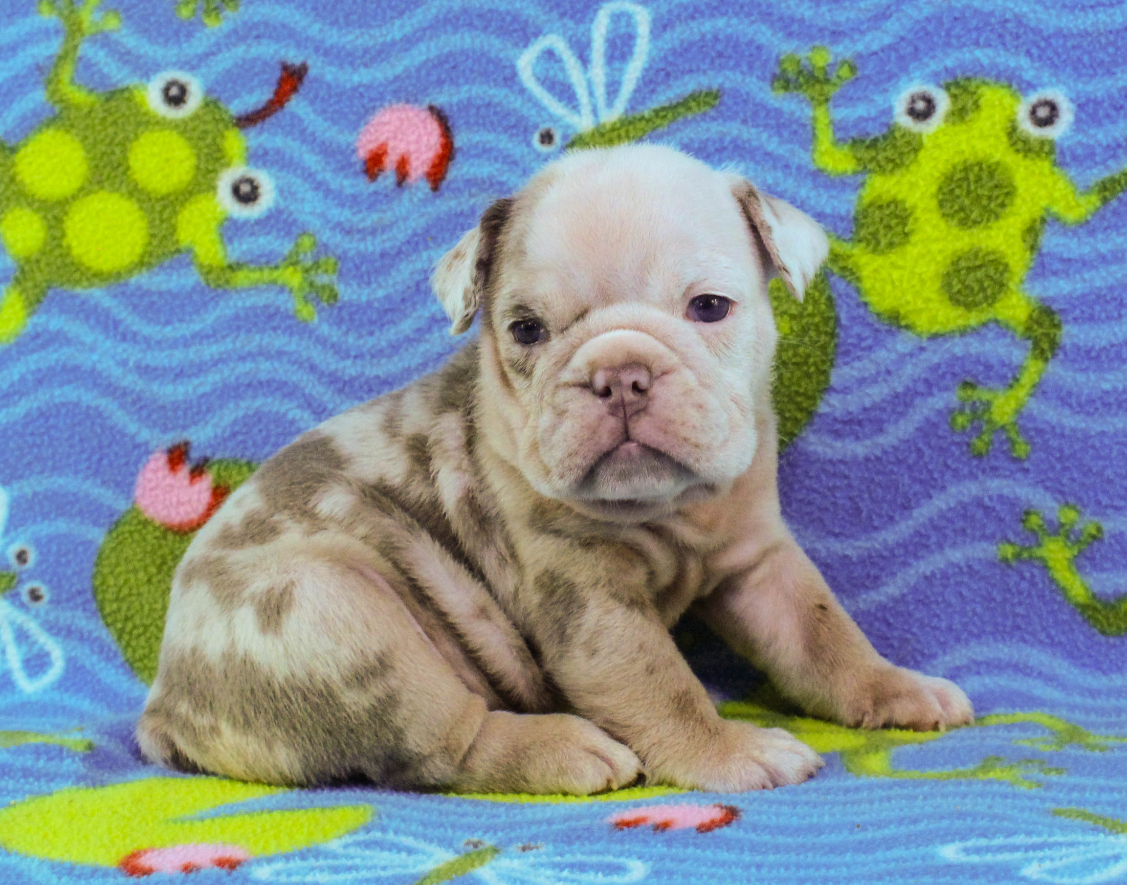 Home of the Smaller AKC English Bulldog Puppies - Newbies