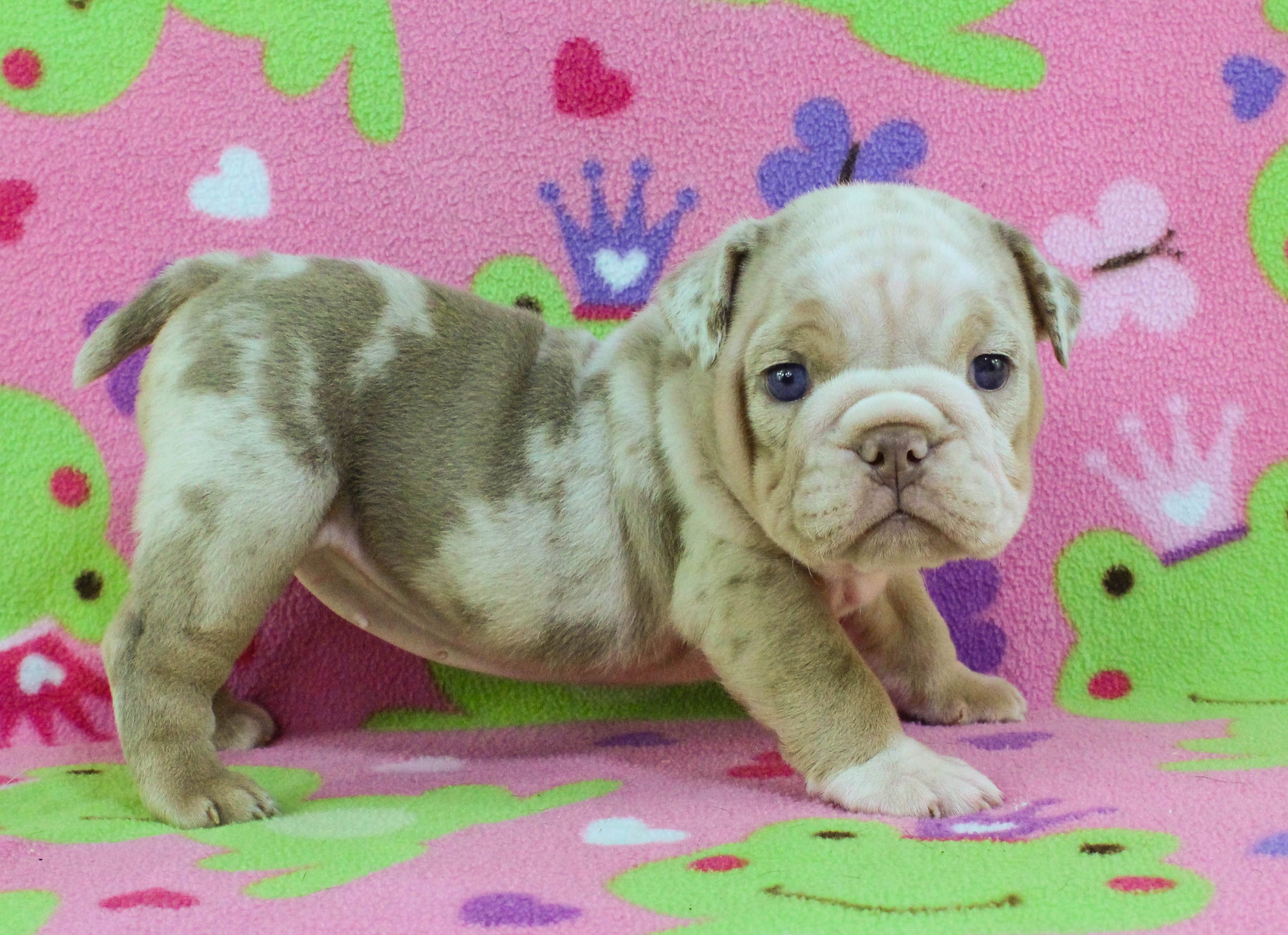 Home of the Smaller AKC English Bulldog Puppies - Newbies