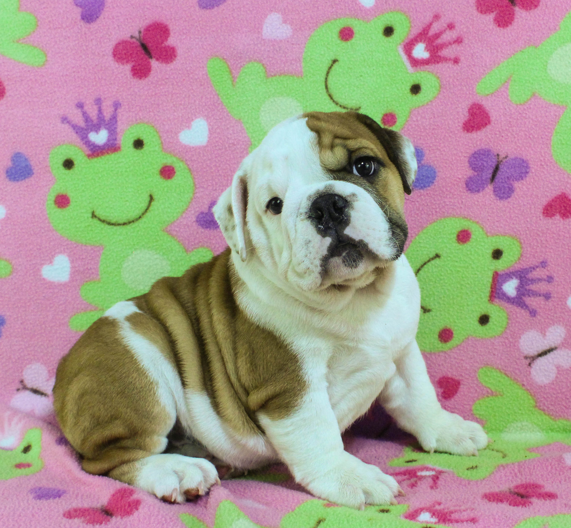 Home of the Smaller AKC English Bulldog Puppies - Newbies