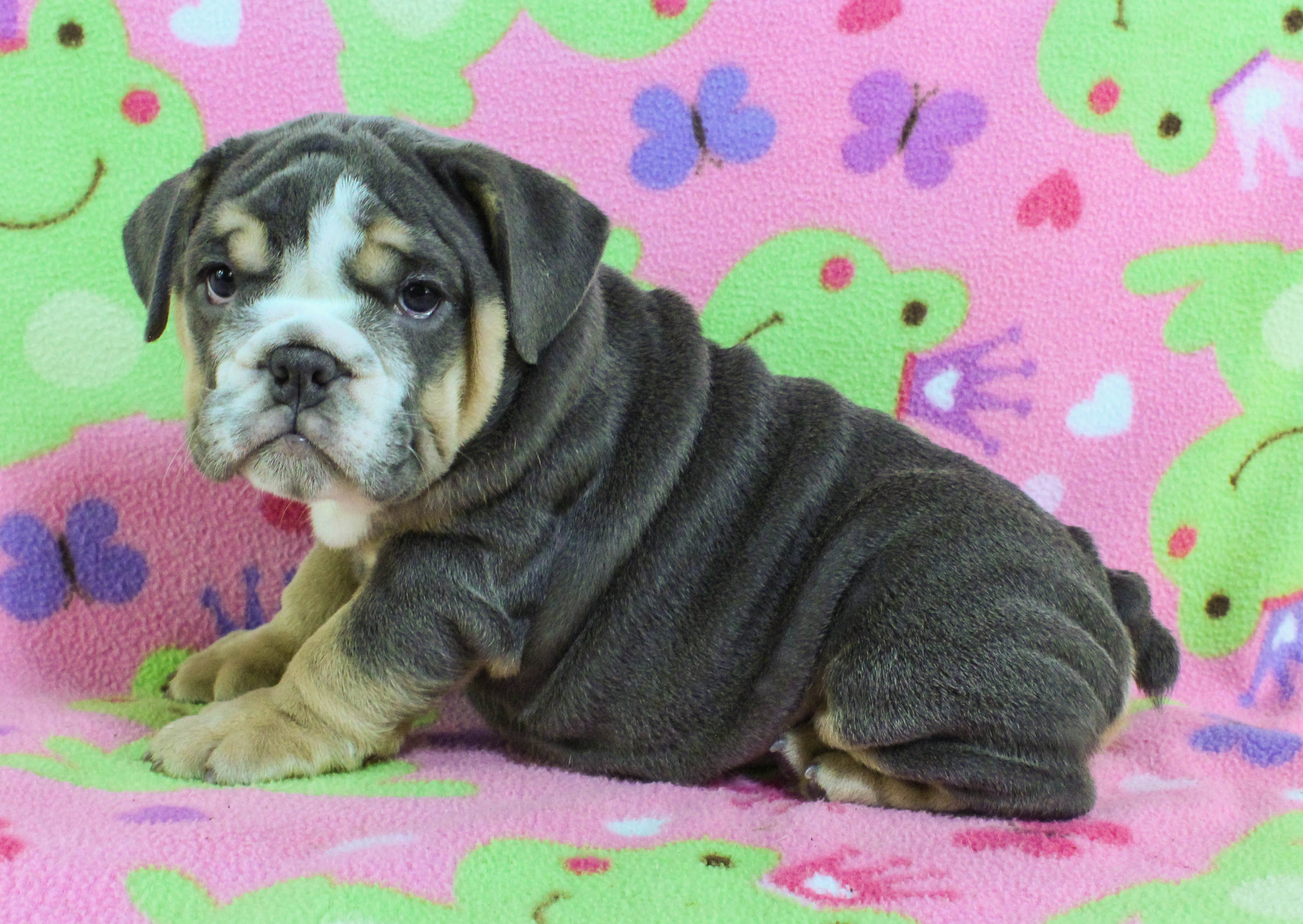 Home of the Smaller AKC English Bulldog Puppies - Newbies