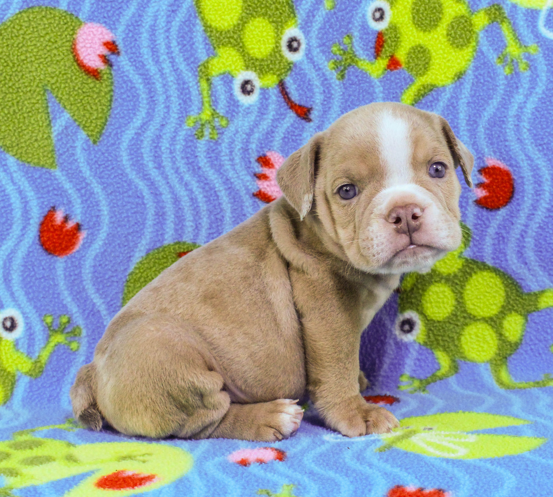 Home of the Smaller AKC English Bulldog Puppies - Newbies