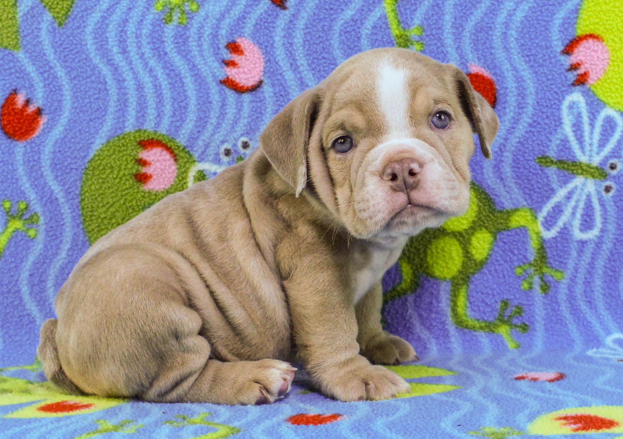 Home of the Smaller AKC English Bulldog Puppies - Newbies