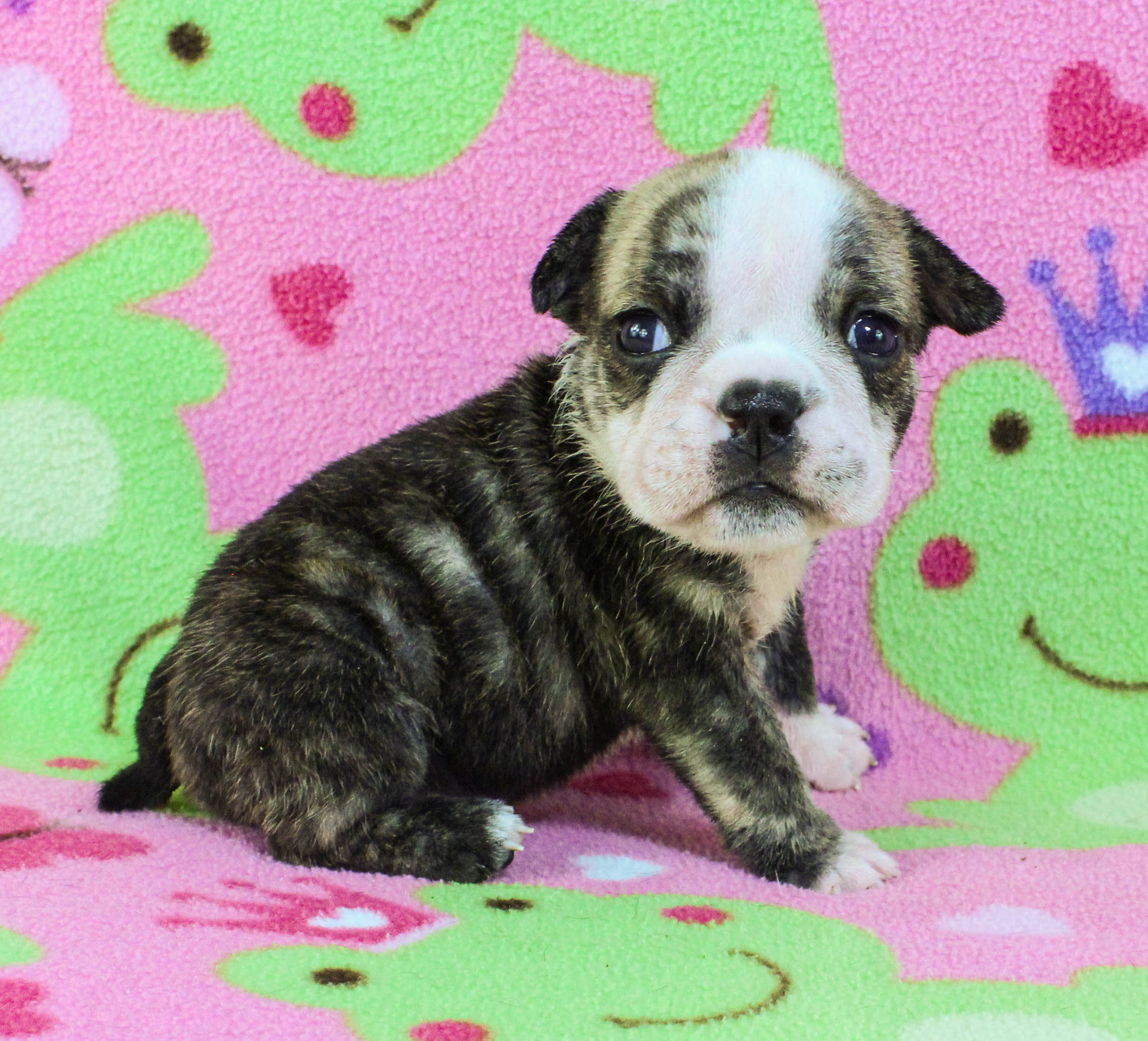 Home of the Smaller AKC English Bulldog Puppies - Newbies