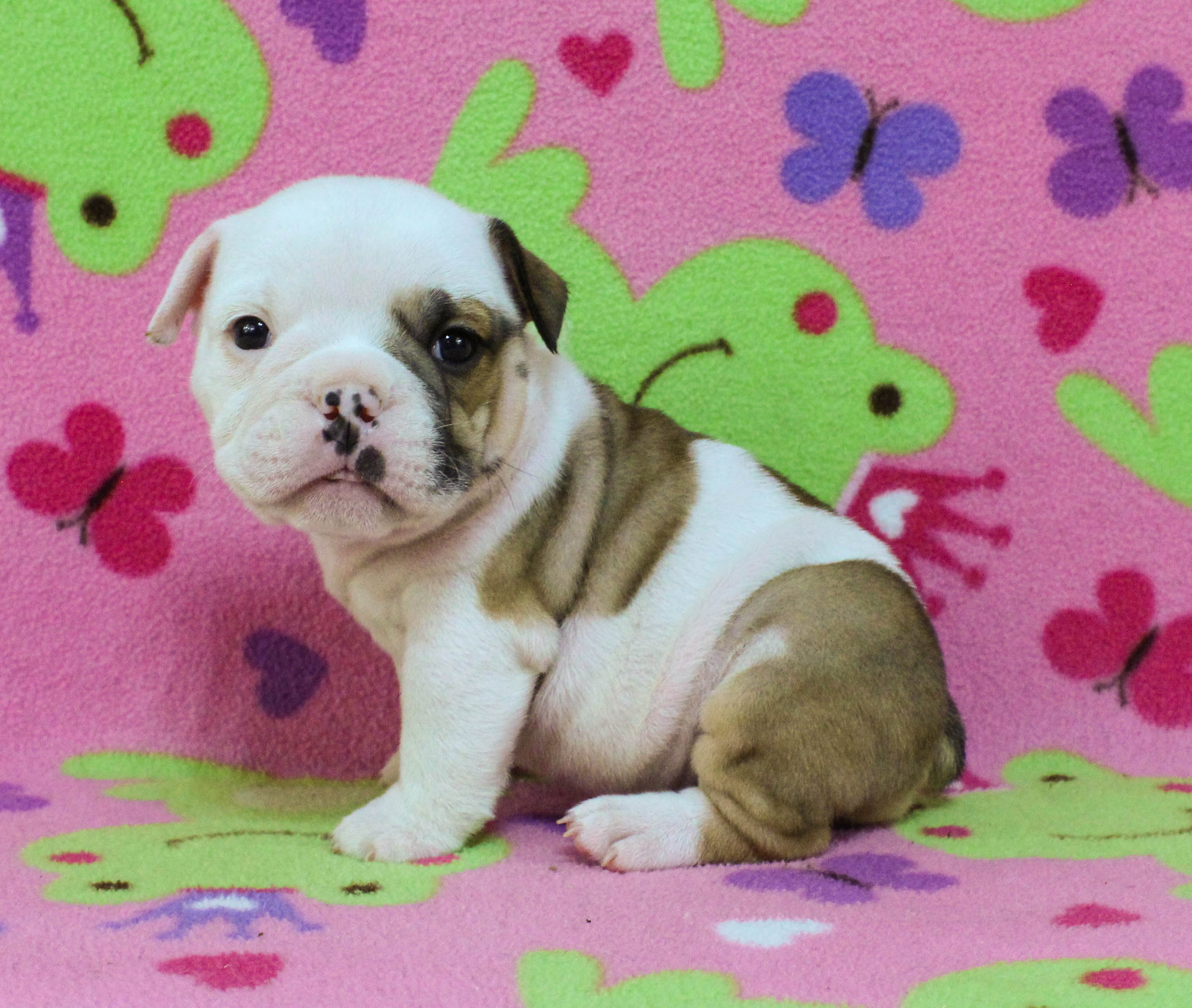 Home of the Smaller AKC English Bulldog Puppies - Newbies