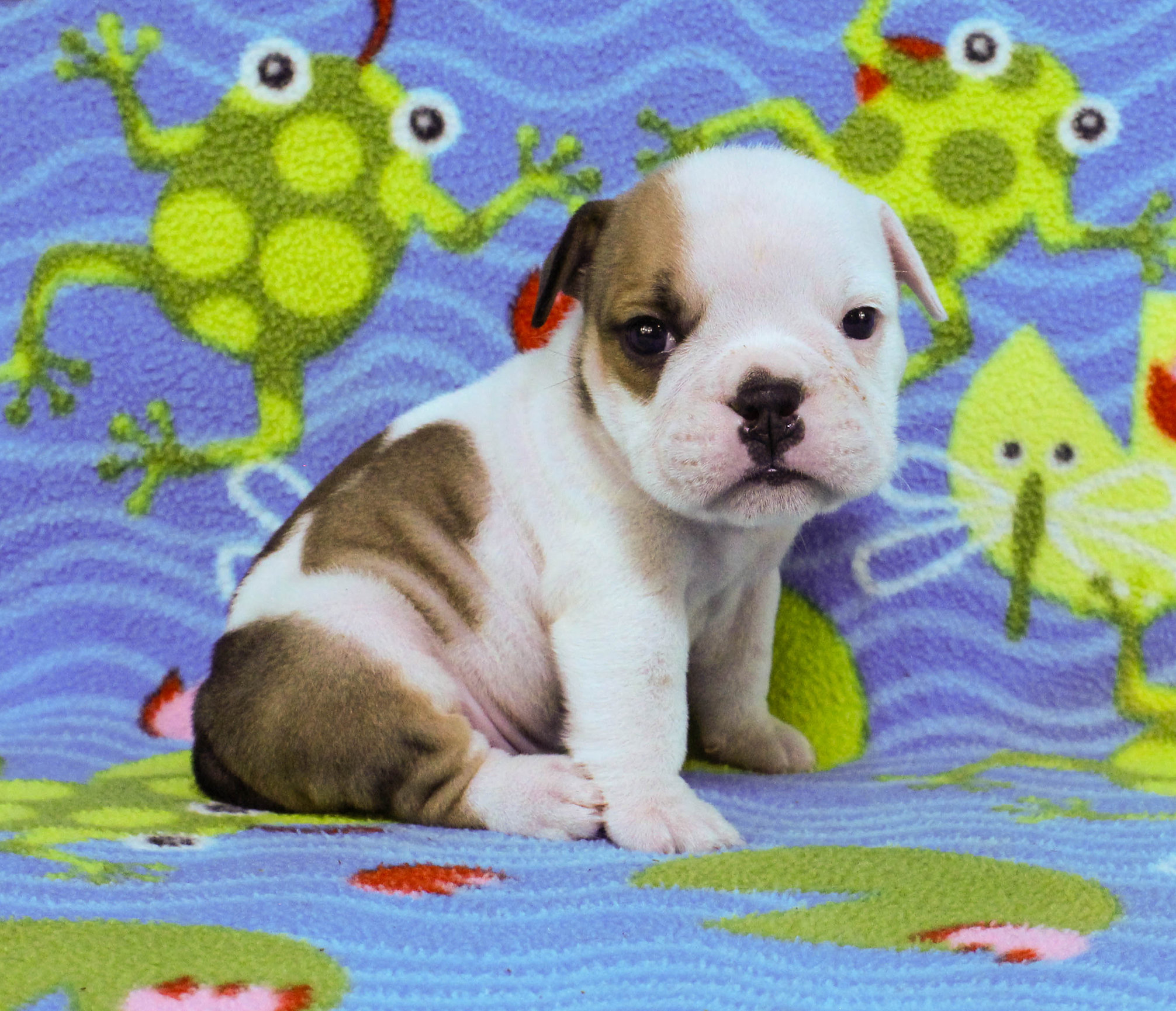 Home of the Smaller AKC English Bulldog Puppies - Newbies