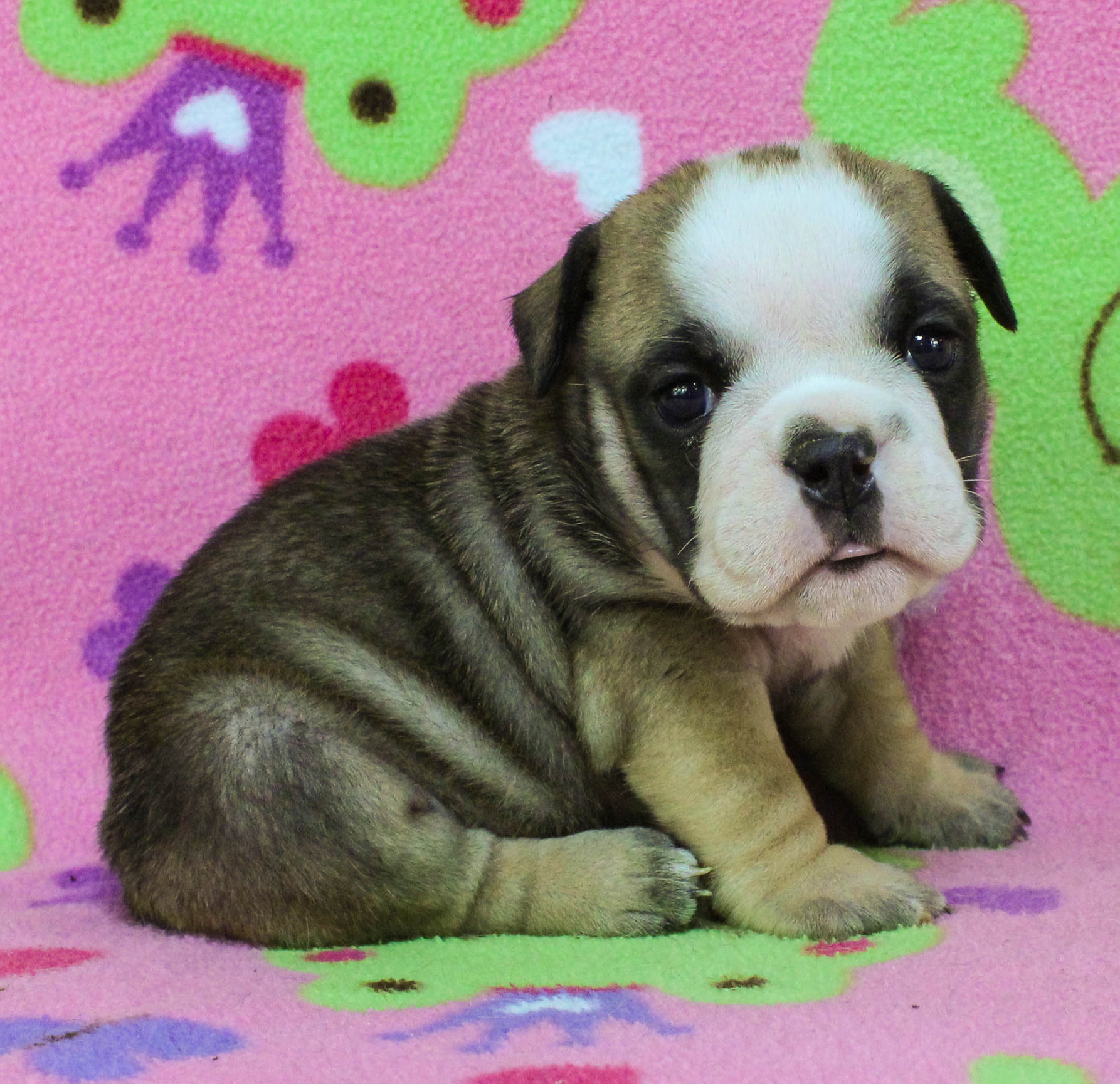 Home of the Smaller AKC English Bulldog Puppies - Newbies