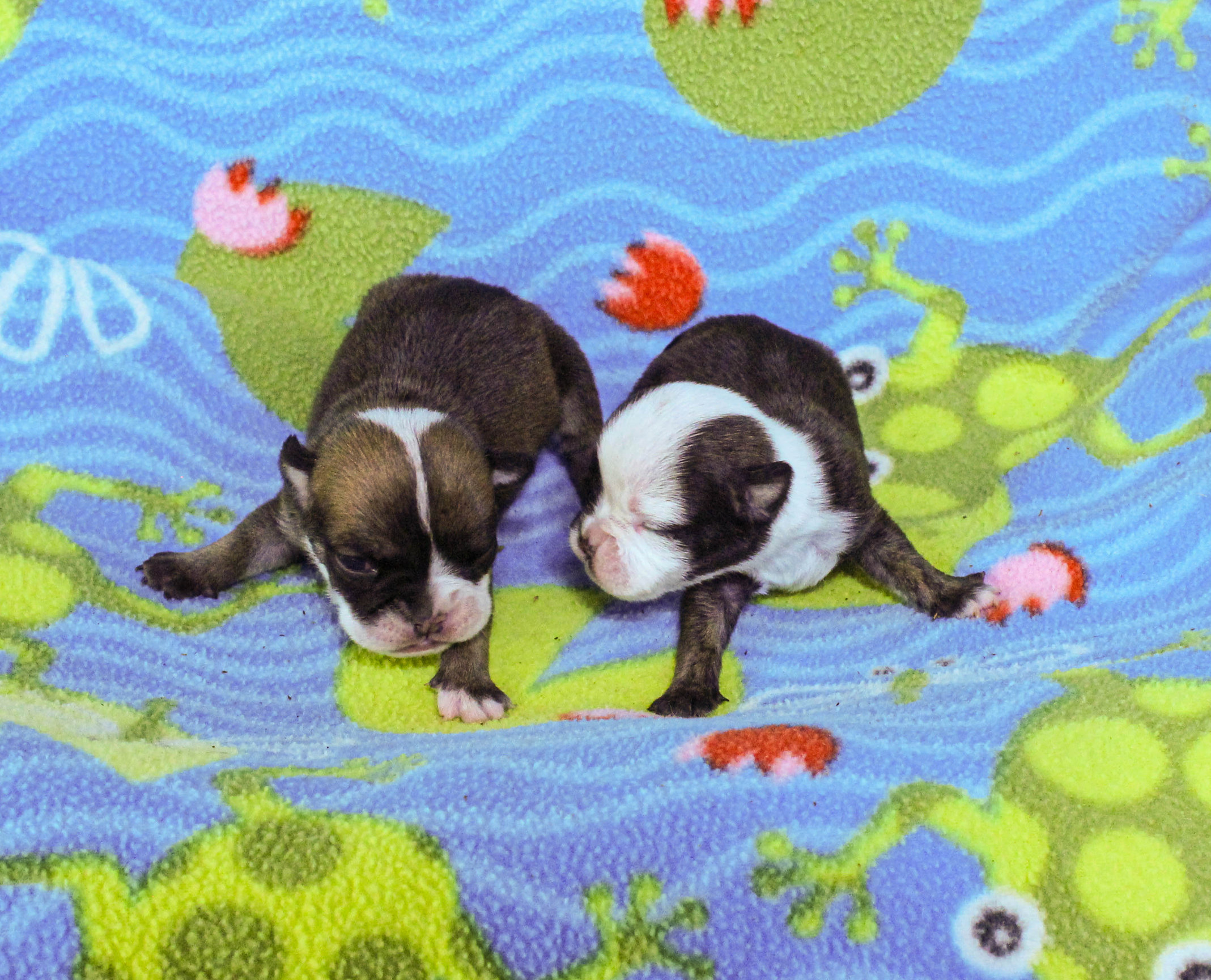 Home of the Smaller AKC English Bulldog Puppies - Newbies