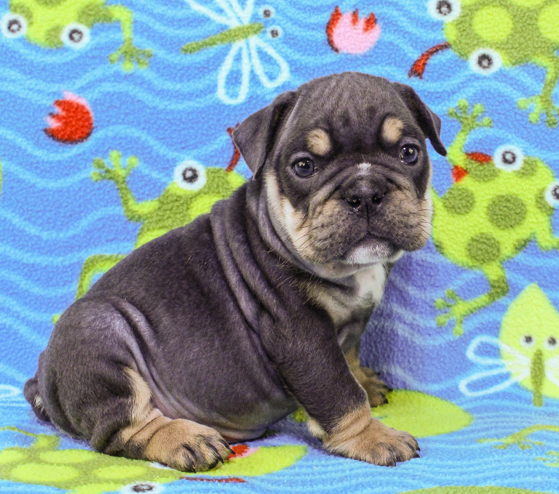 Home of the Smaller AKC English Bulldog Puppies - Newbies