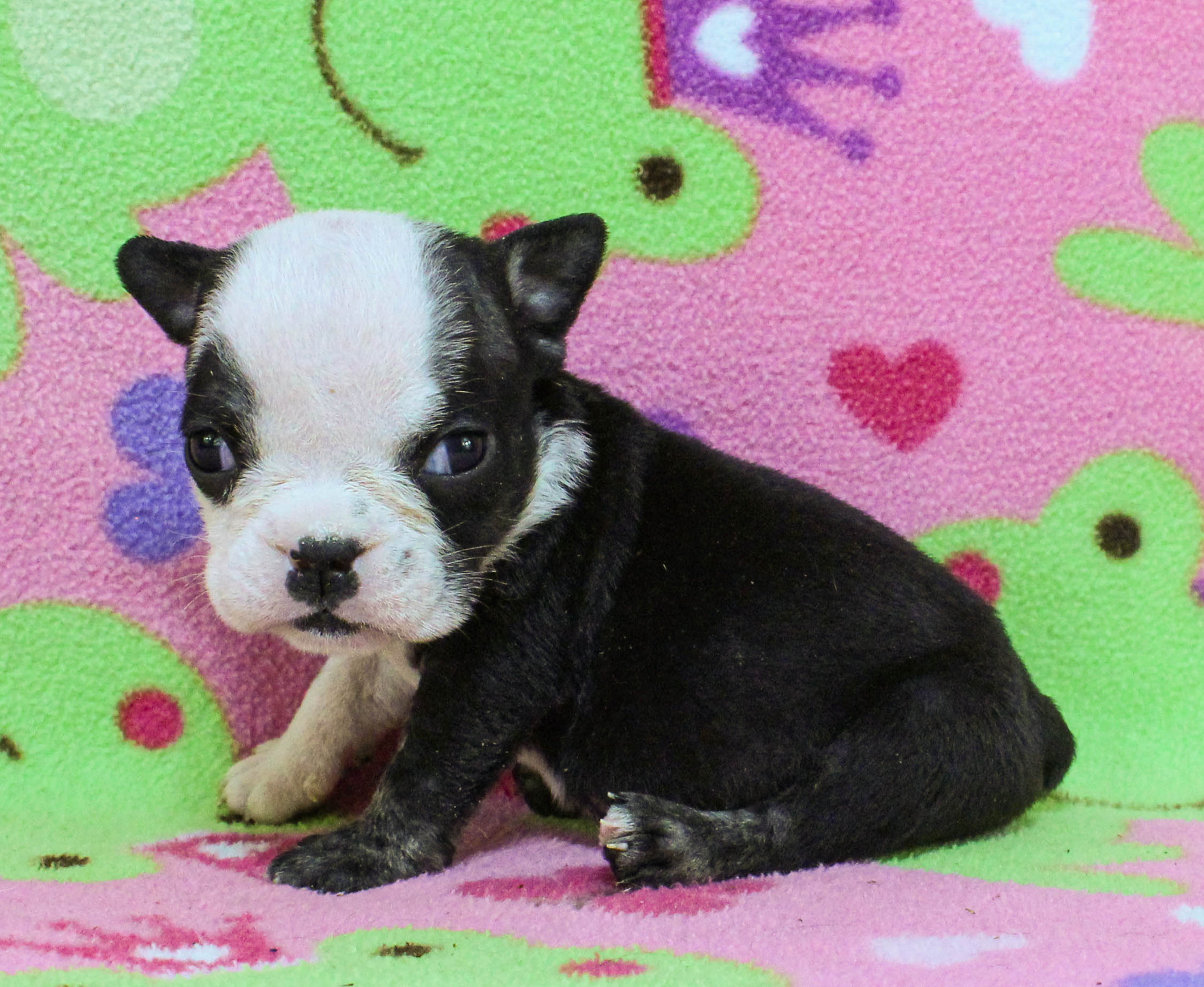 Home of the Smaller AKC English Bulldog Puppies - Newbies