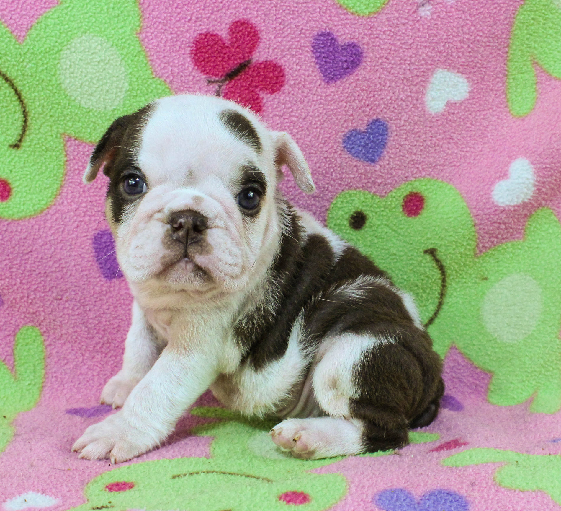 Home of the Smaller AKC English Bulldog Puppies - Newbies