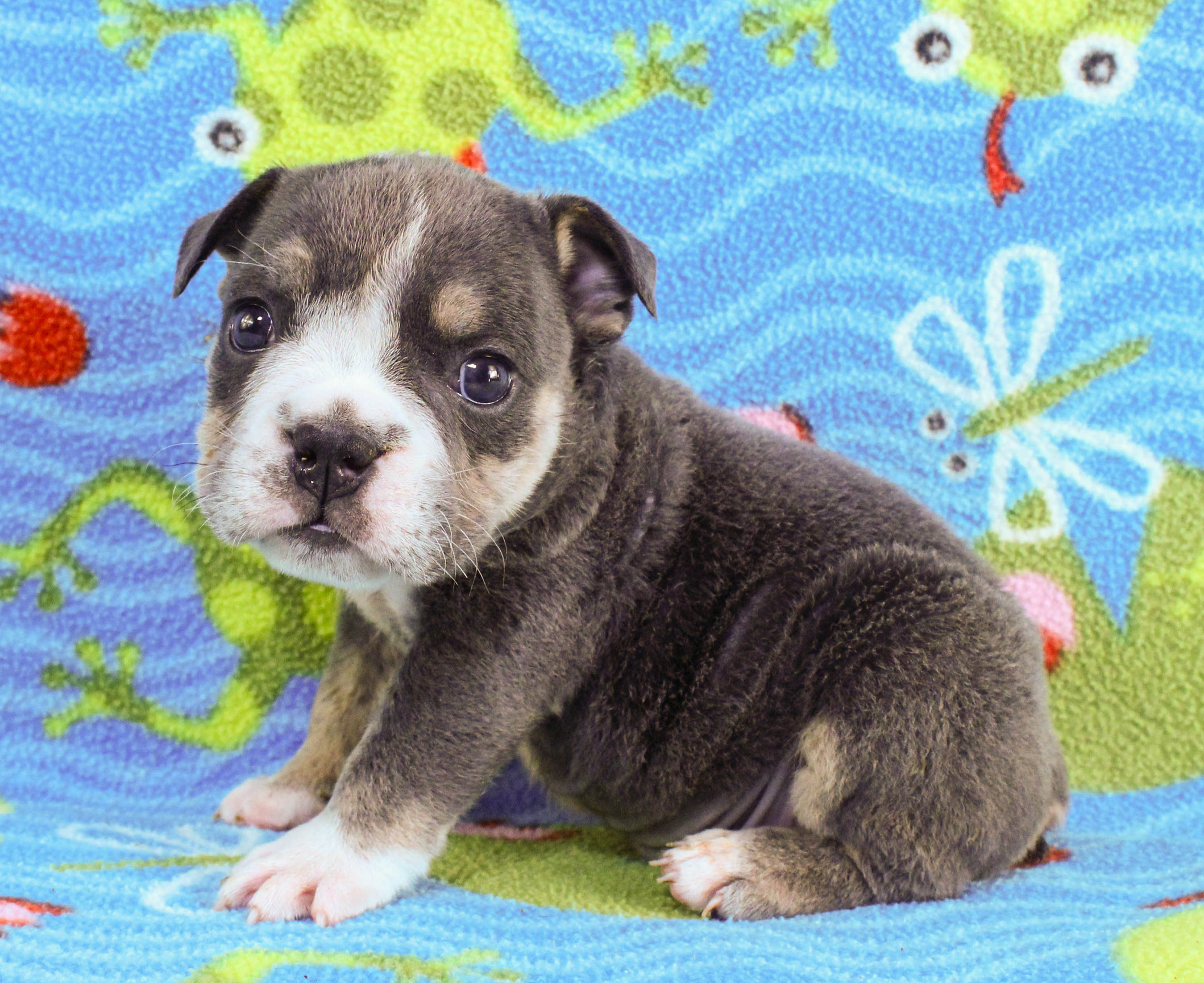 Home of the Smaller AKC English Bulldog Puppies - Newbies