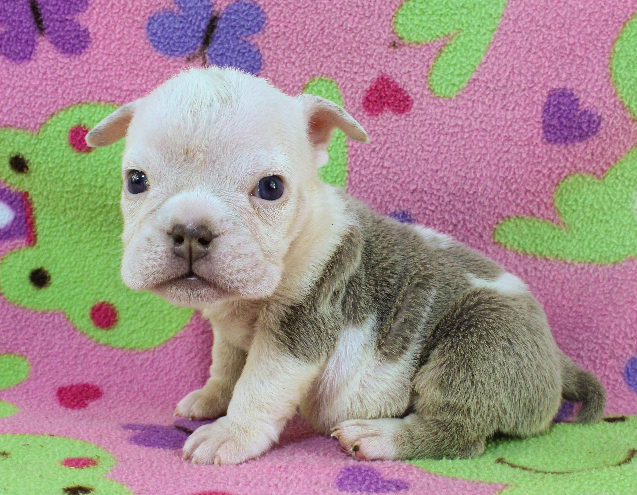 Home of the Smaller AKC English Bulldog Puppies - Newbies