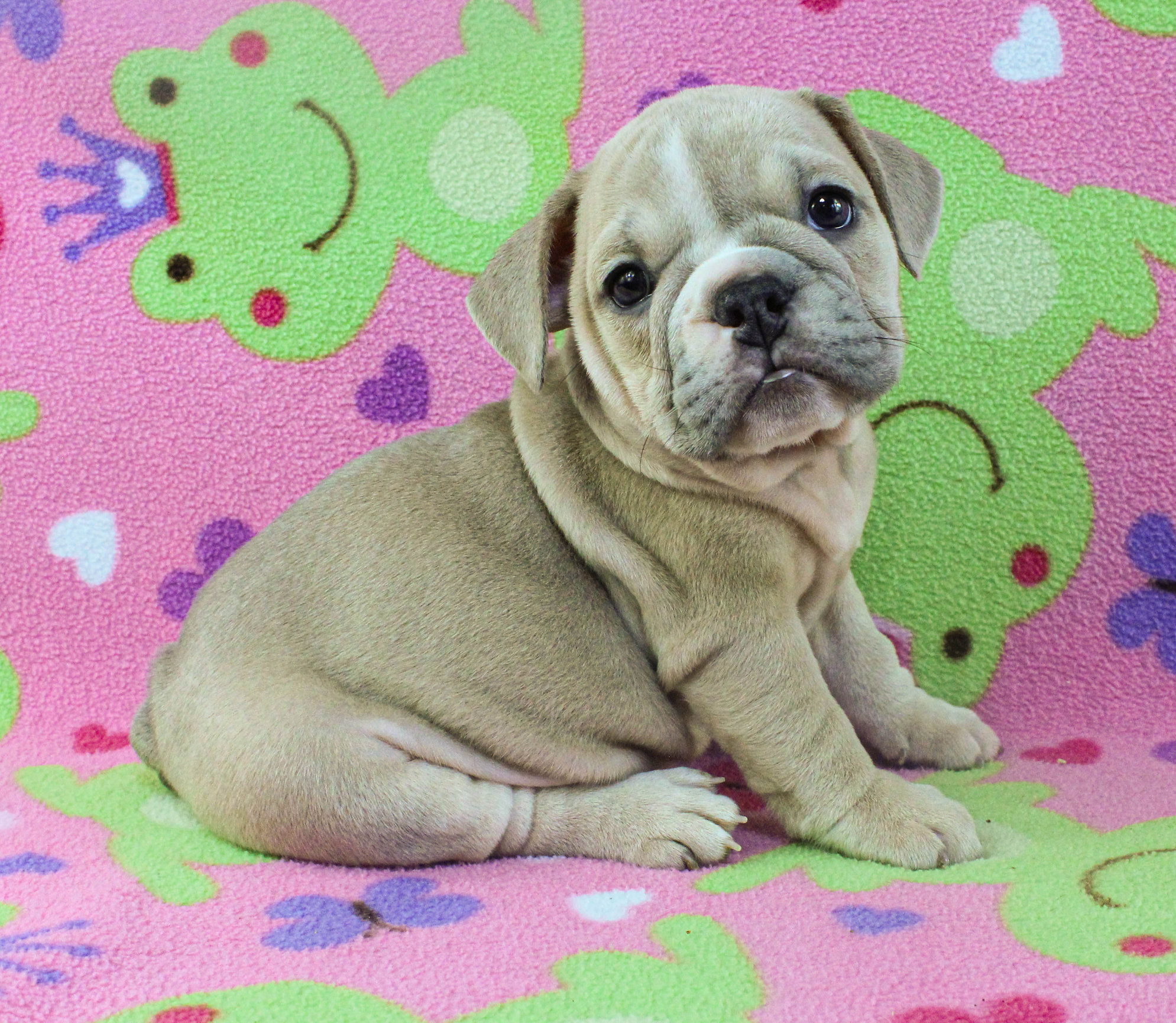 Home of the Smaller AKC English Bulldog Puppies - Newbies