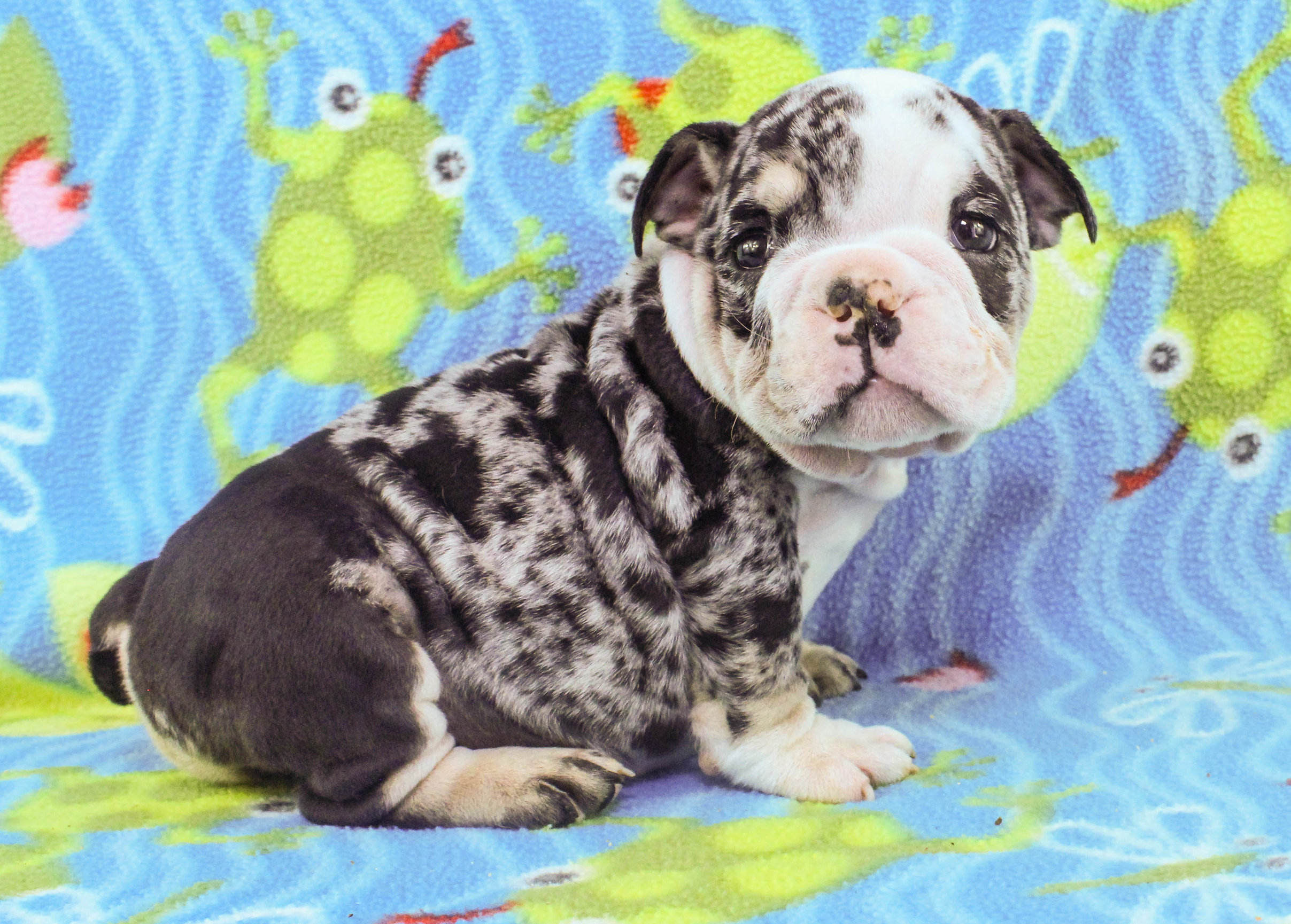 Home of the Smaller AKC English Bulldog Puppies - Newbies