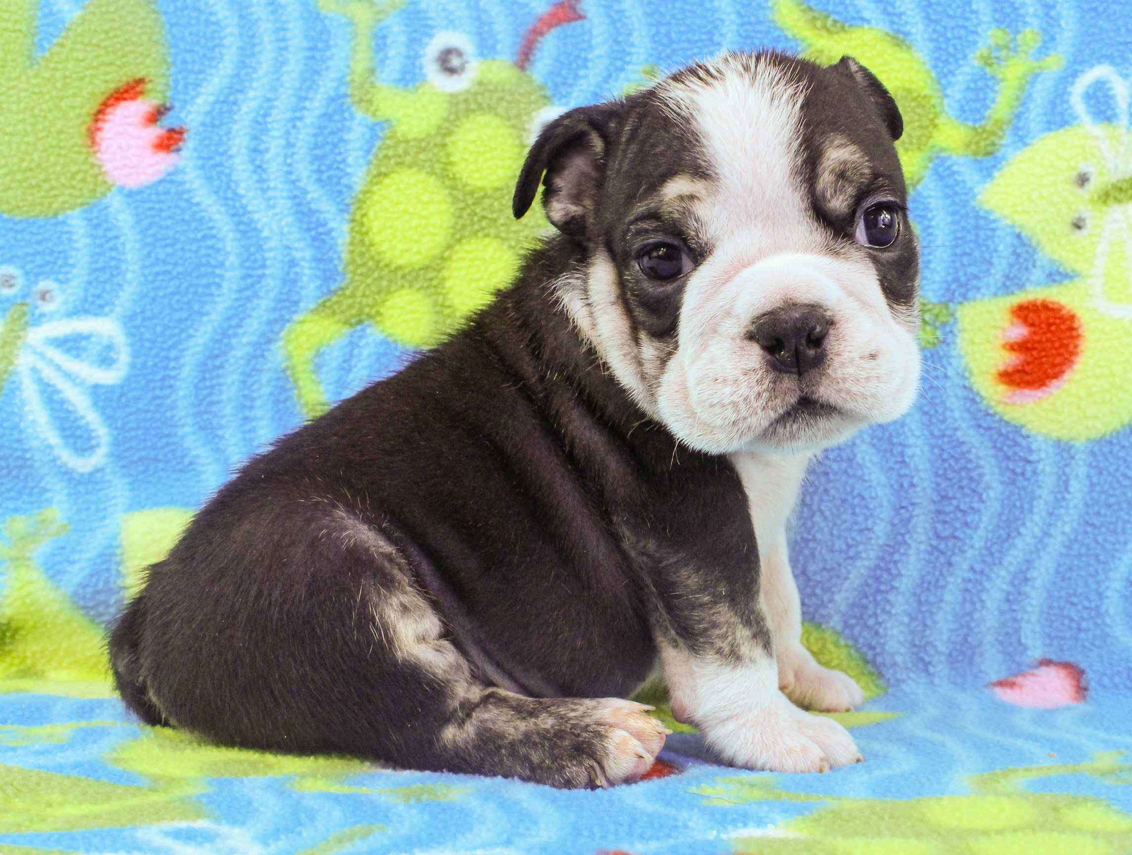 Home of the Smaller AKC English Bulldog Puppies - Newbies