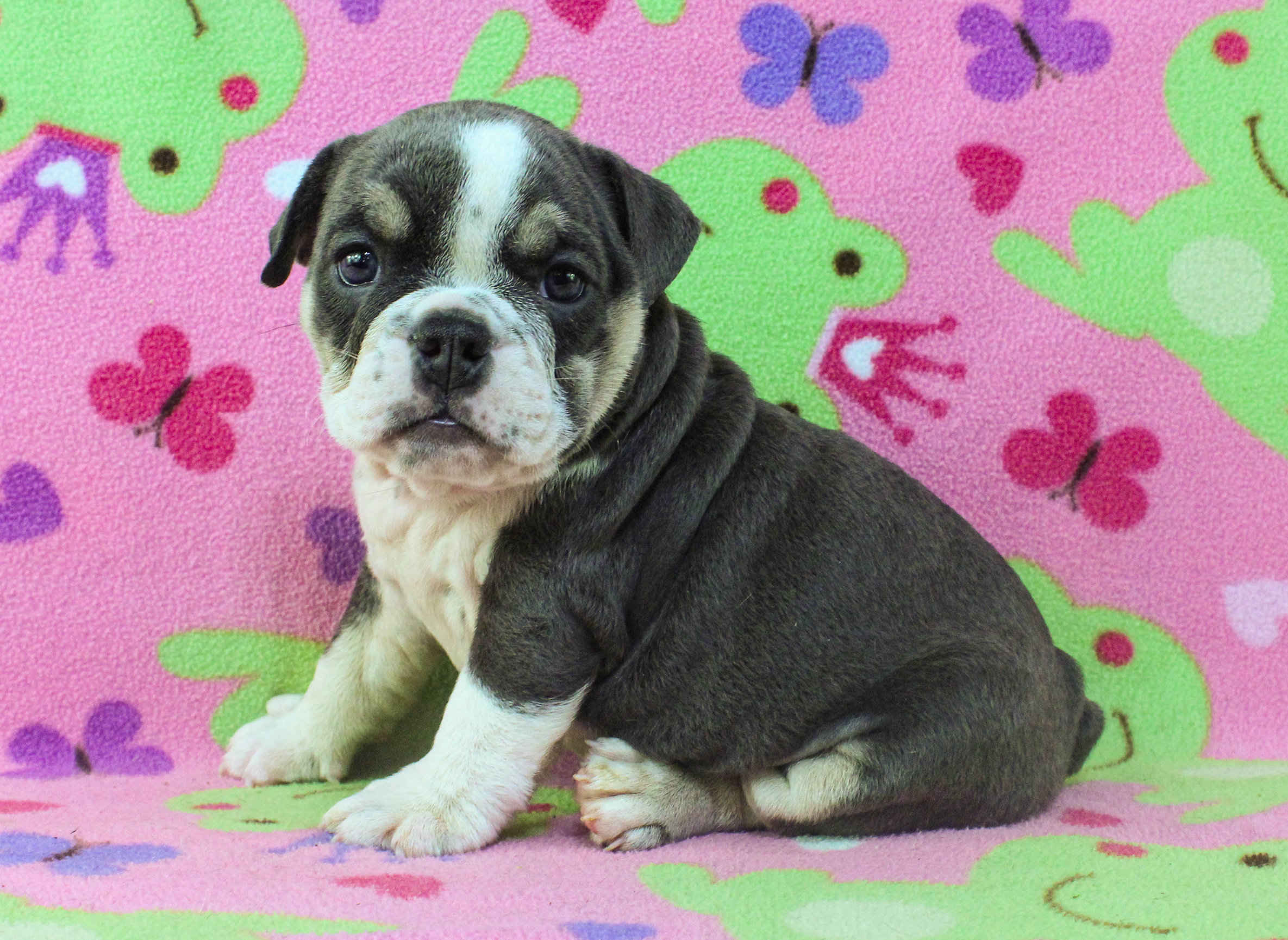 Home of the Smaller AKC English Bulldog Puppies - Newbies