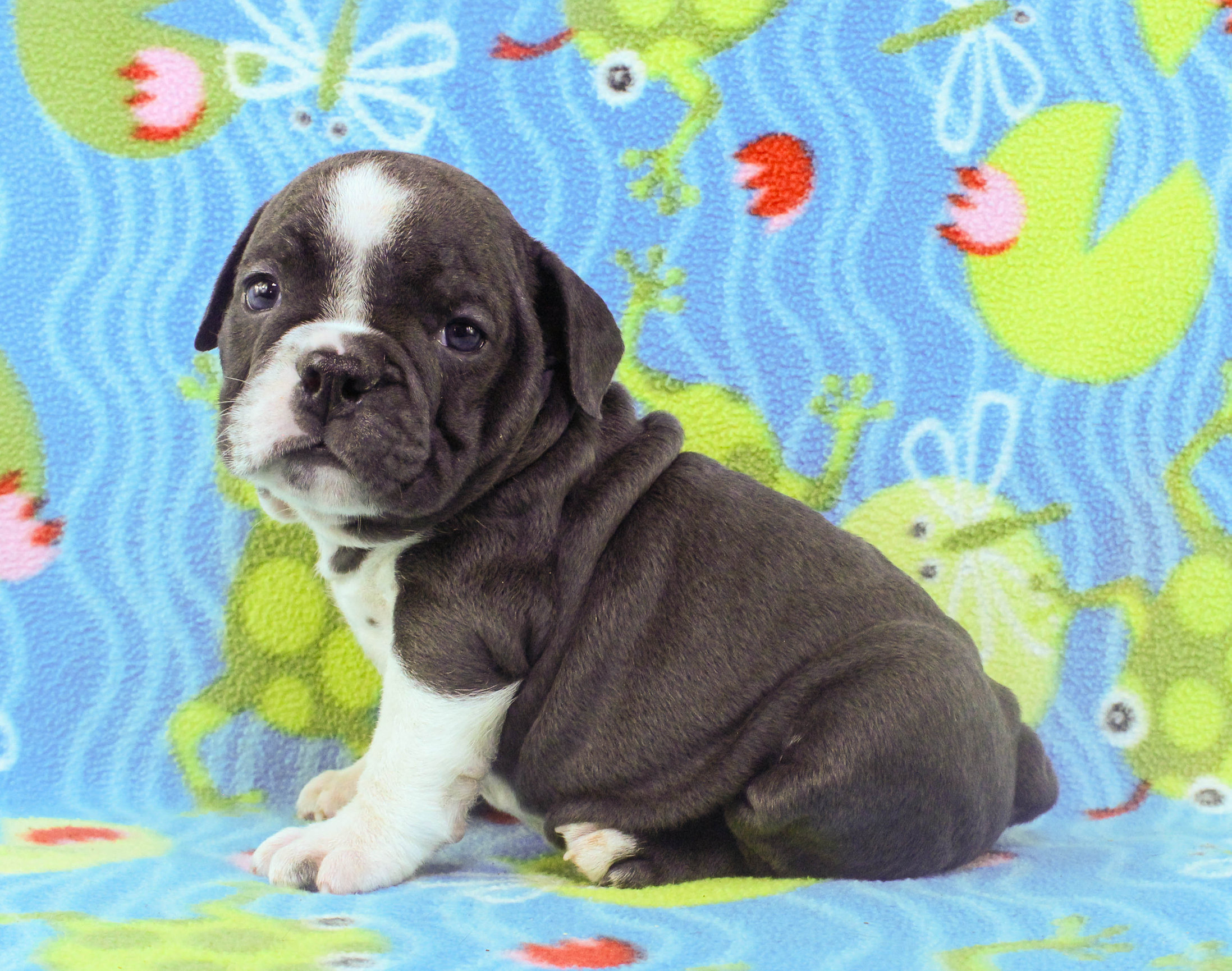 Home of the Smaller AKC English Bulldog Puppies - Newbies