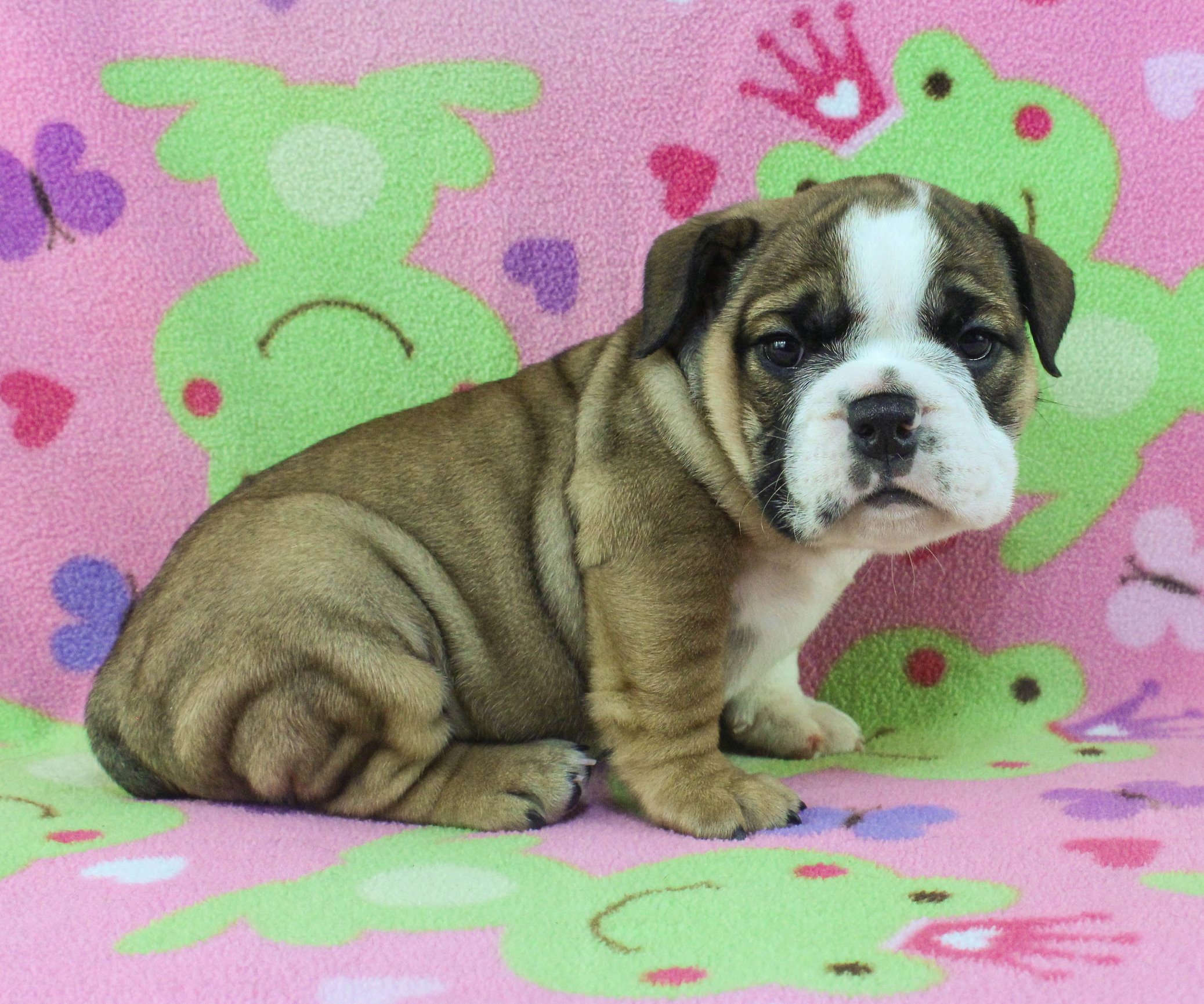 Home of the Smaller AKC English Bulldog Puppies - Newbies