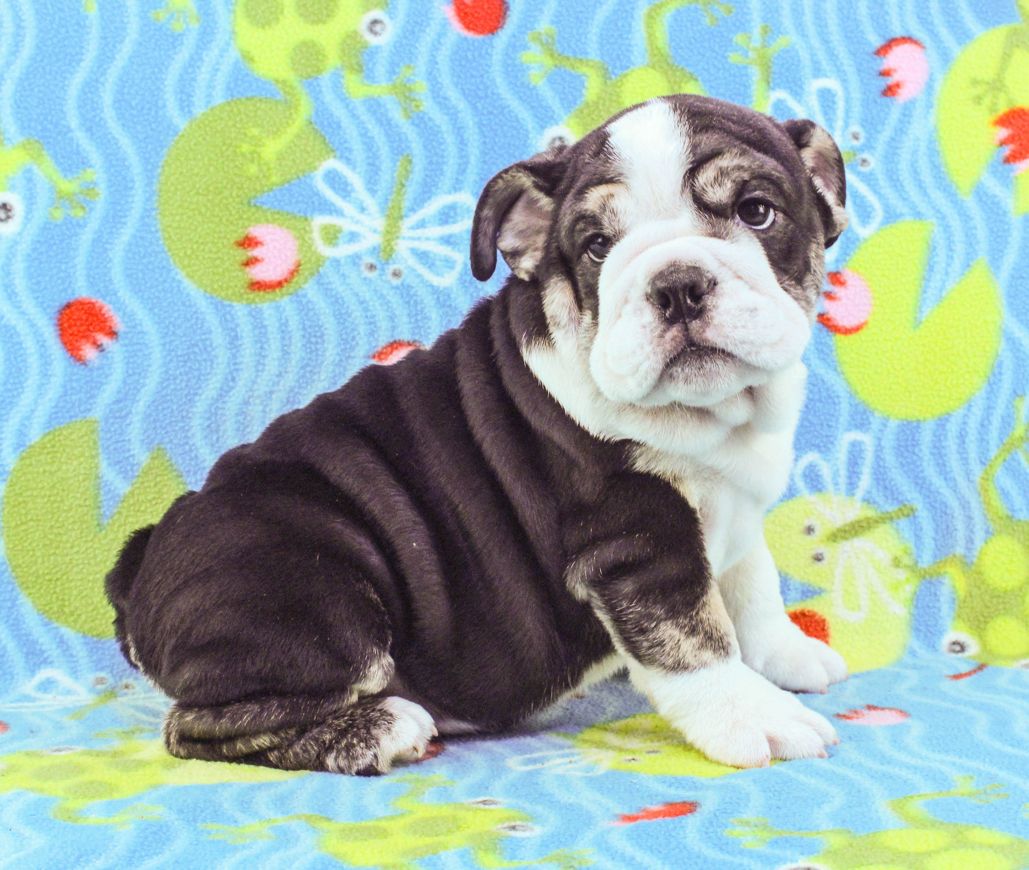 Home of the Smaller AKC English Bulldog Puppies - Newbies