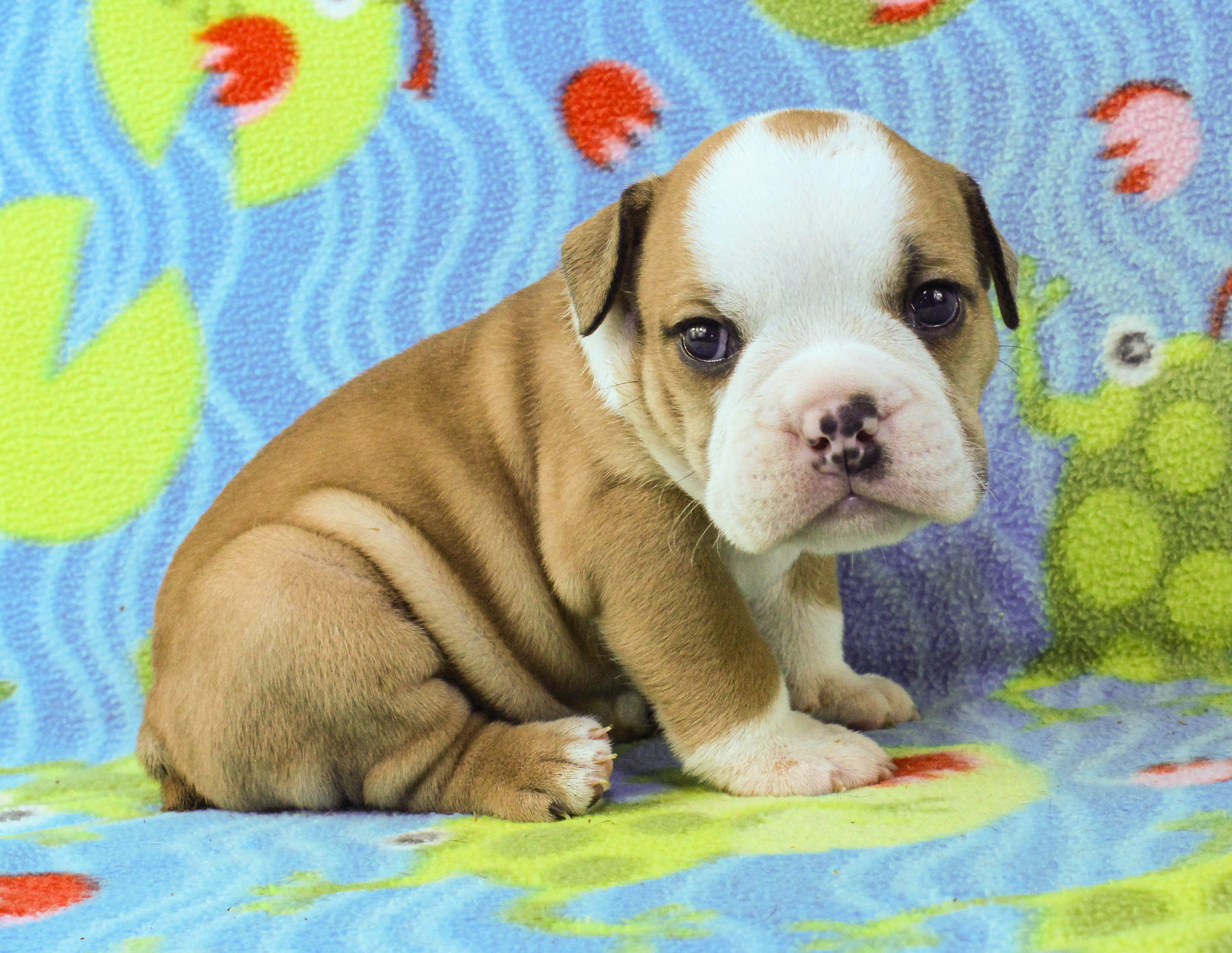 Home of the Smaller AKC English Bulldog Puppies - Newbies