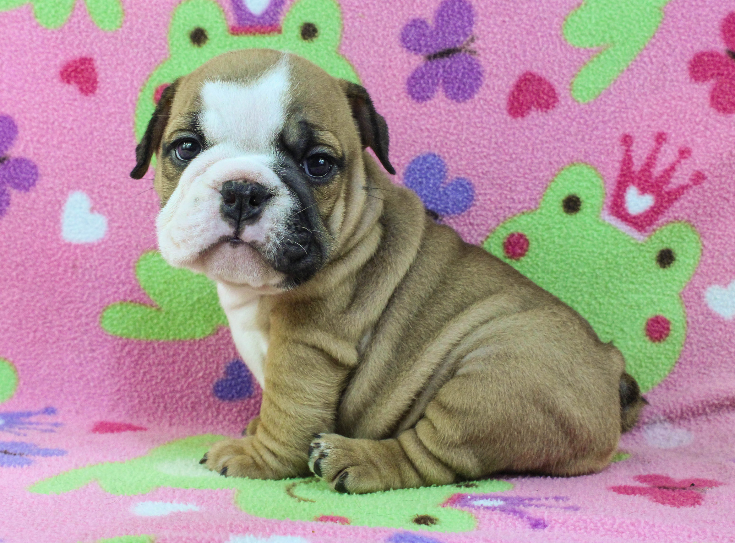 Home of the Smaller AKC English Bulldog Puppies - Newbies