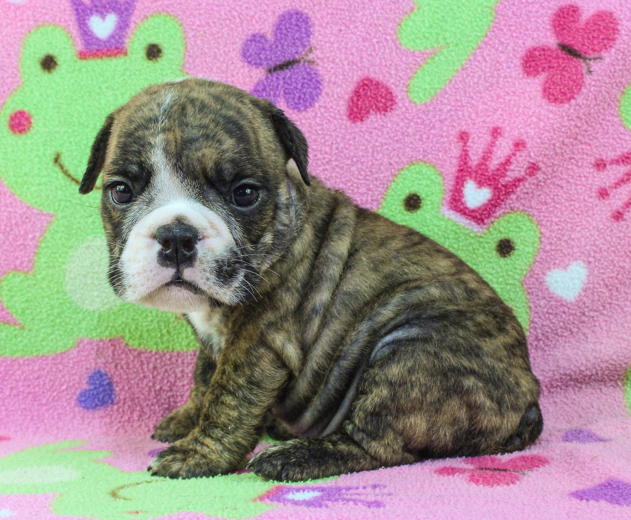 Home of the Smaller AKC English Bulldog Puppies - Newbies