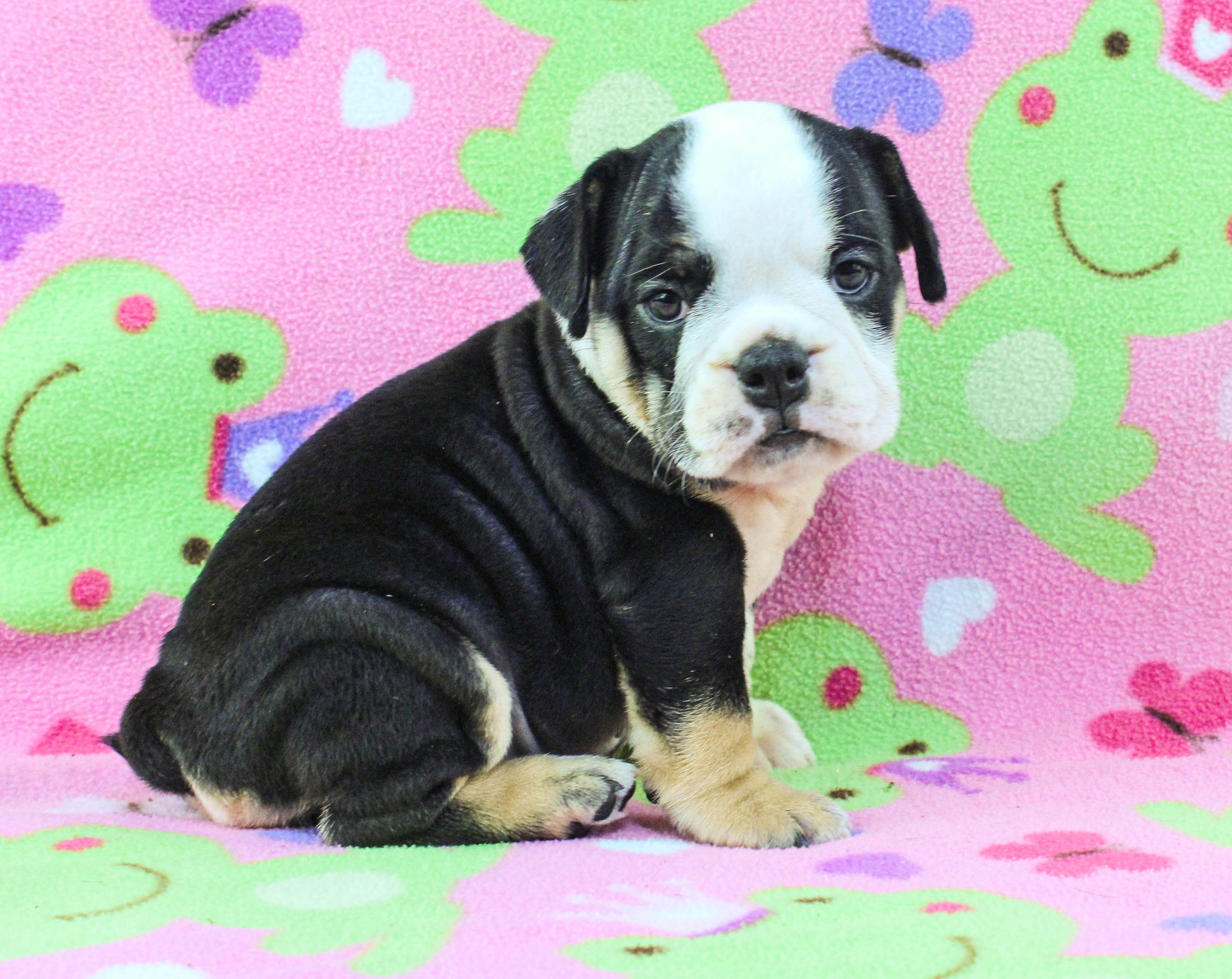 Home of the Smaller AKC English Bulldog Puppies - Newbies
