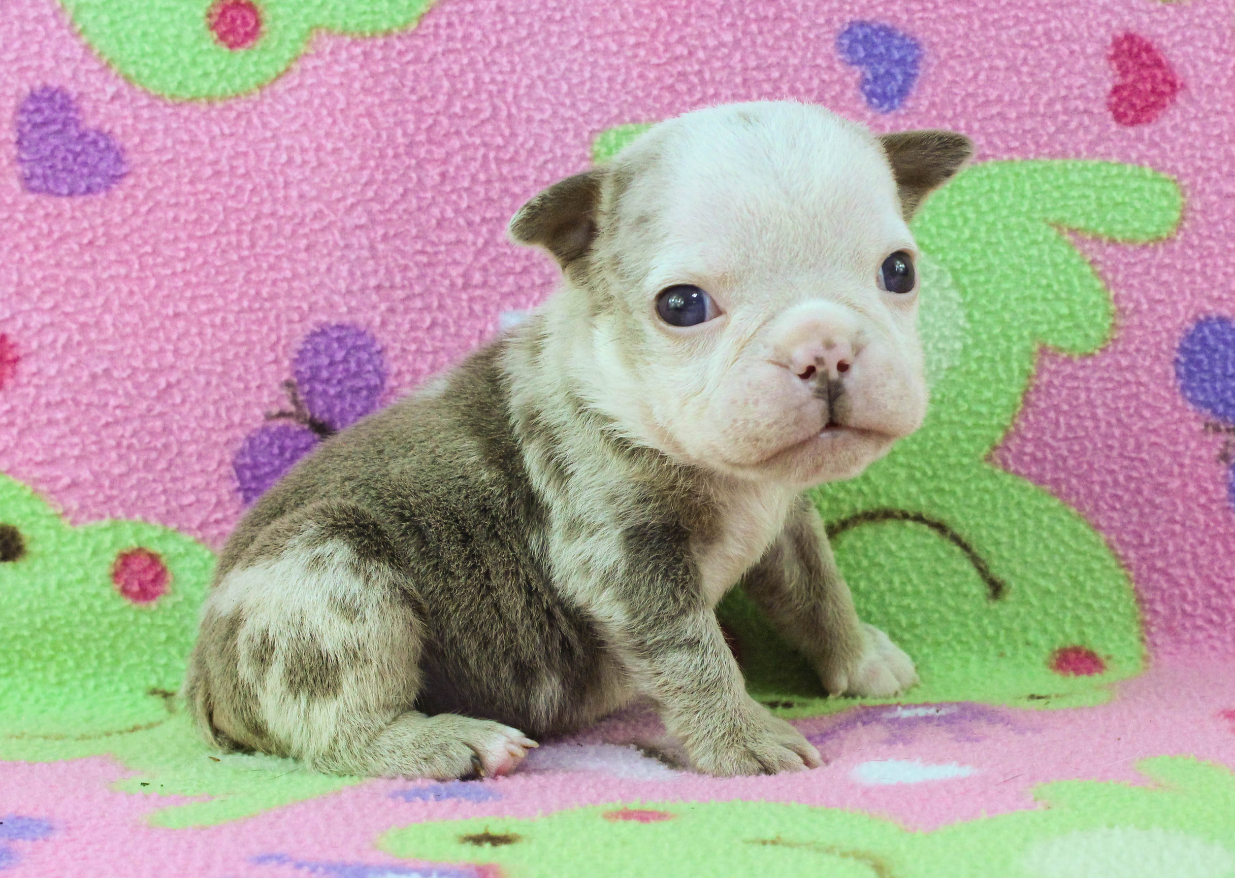 Home of the Smaller AKC English Bulldog Puppies - Newbies