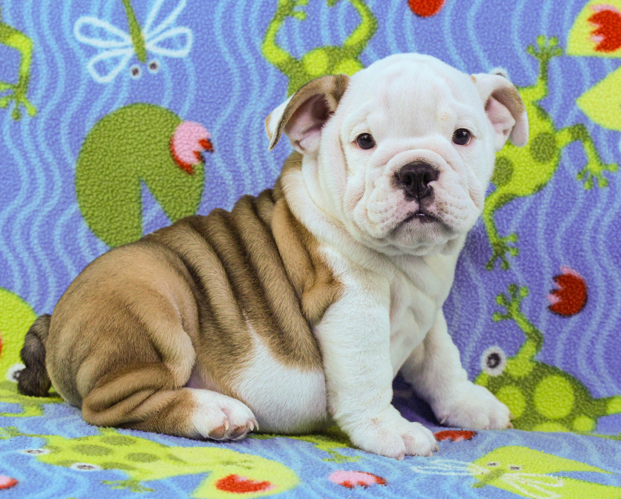 Home of the Smaller AKC English Bulldog Puppies - Newbies