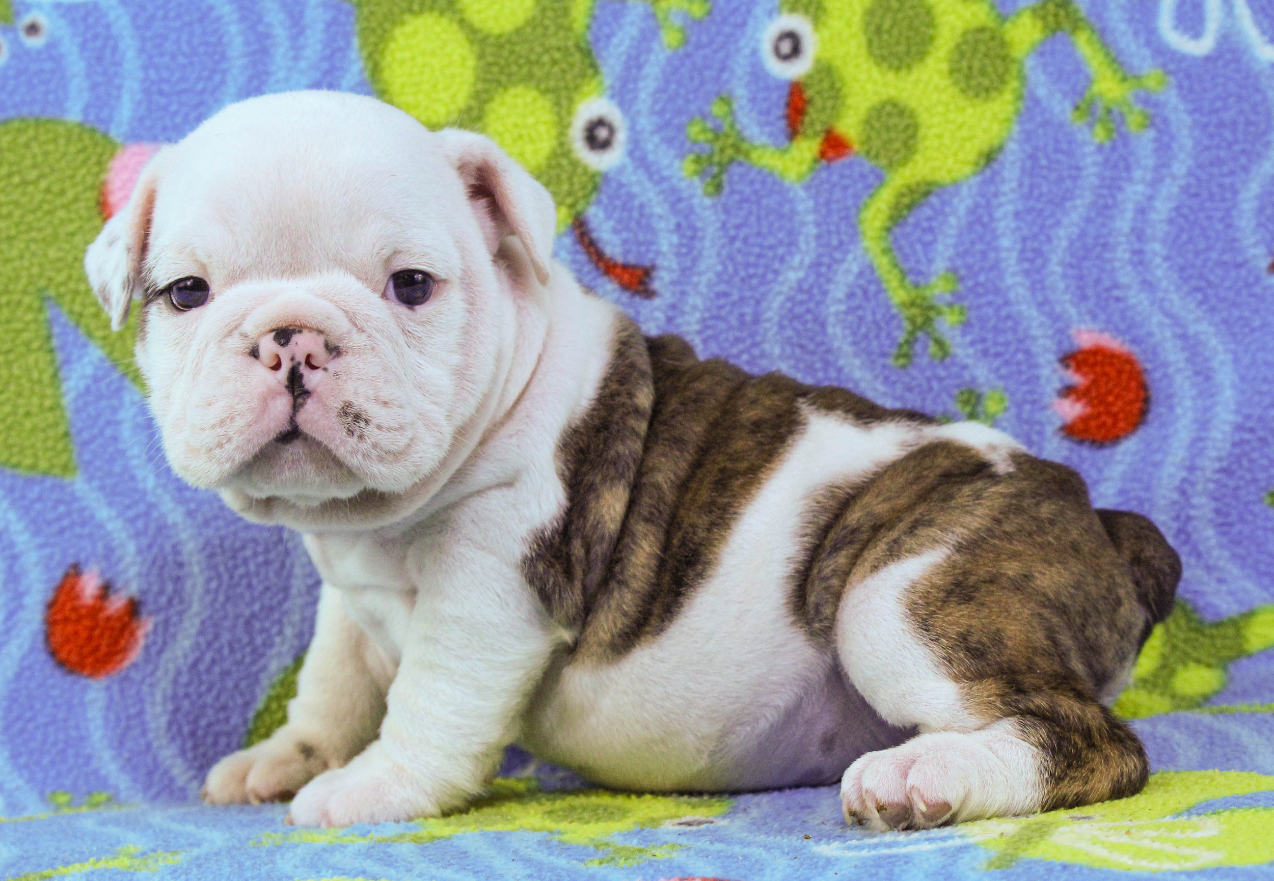 Home of the Smaller AKC English Bulldog Puppies - Newbies