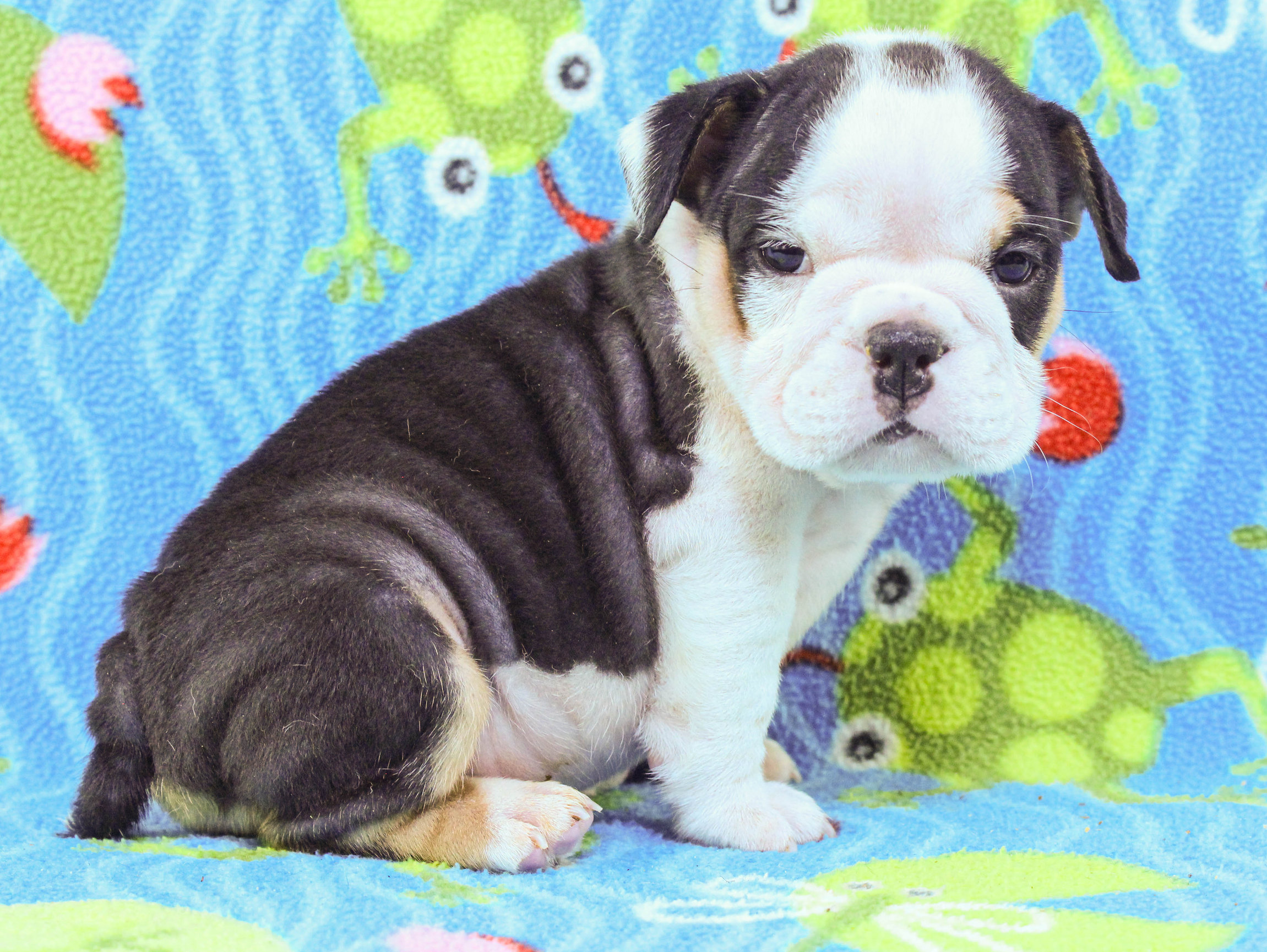 Home of the Smaller AKC English Bulldog Puppies - Newbies