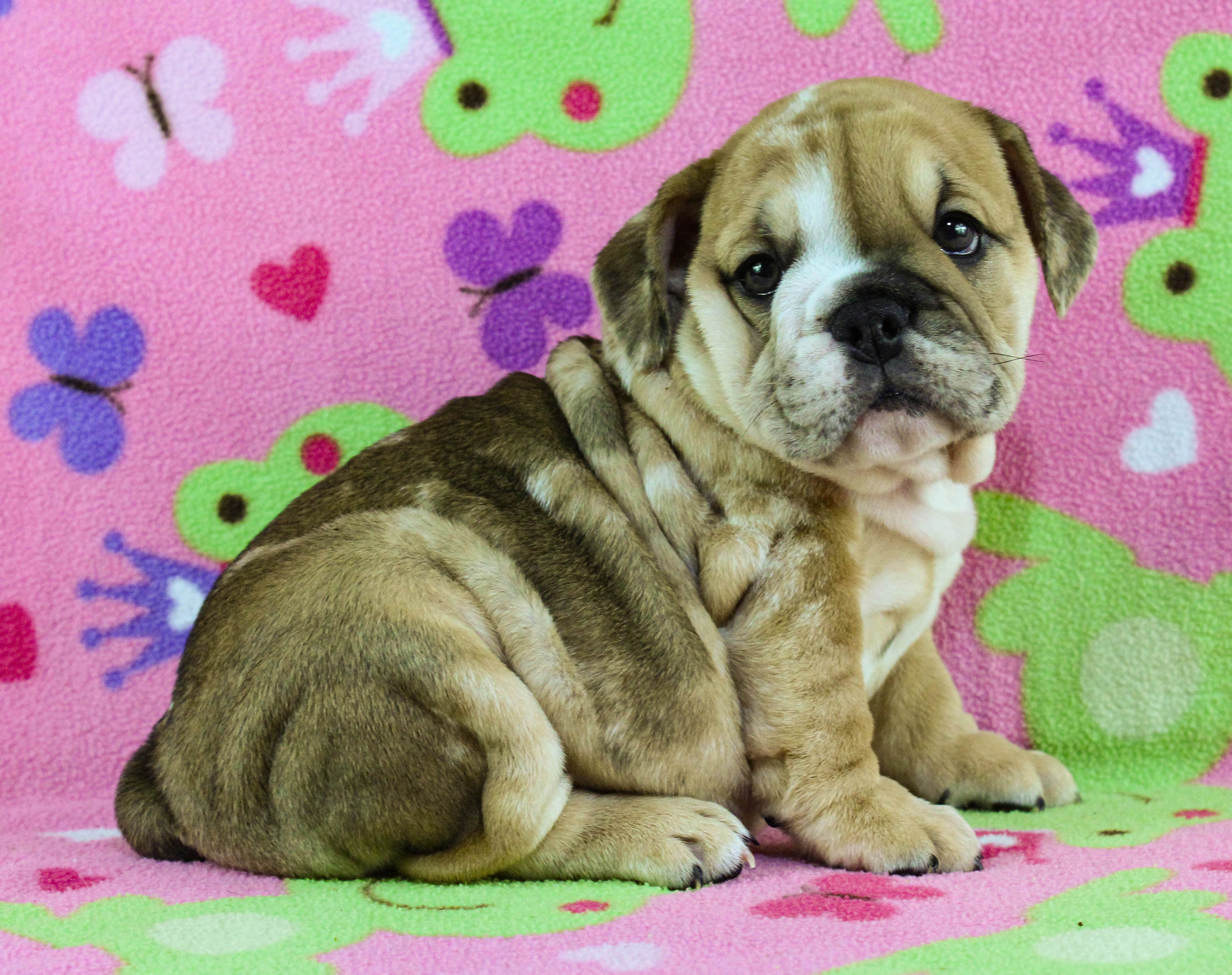 Home of the Smaller AKC English Bulldog Puppies - Newbies