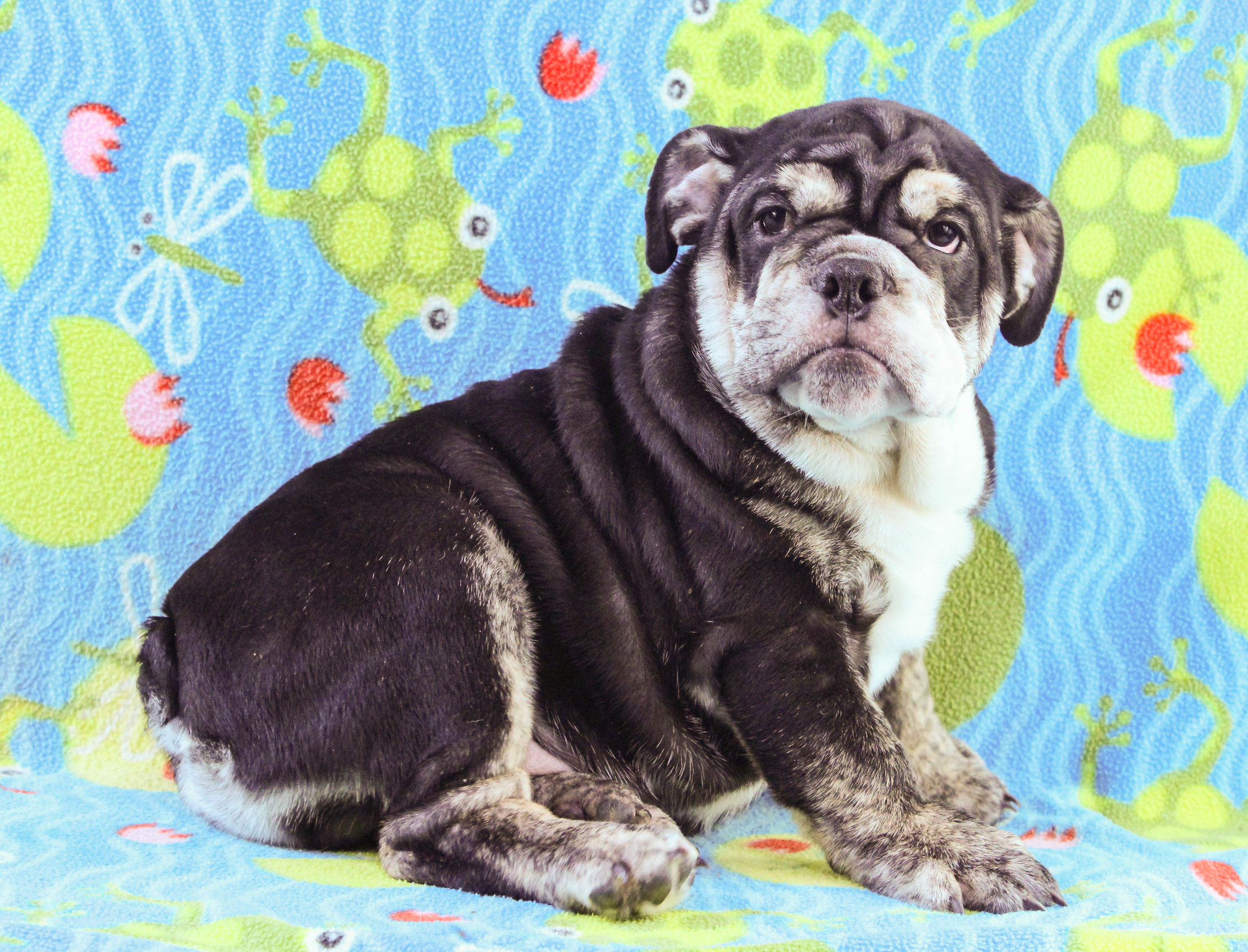 Home of the Smaller AKC English Bulldog Puppies - Newbies