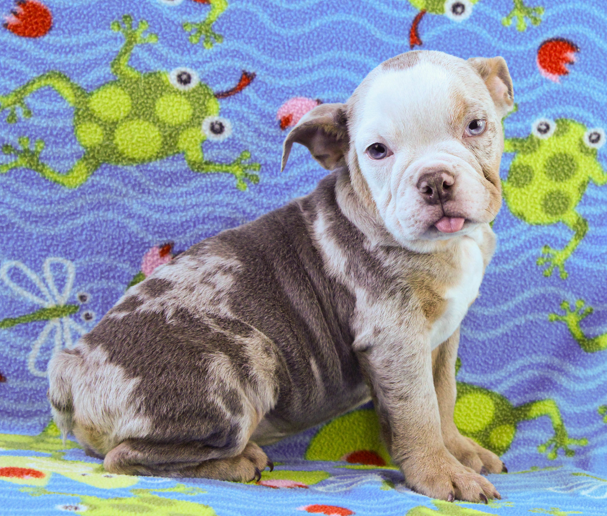 Home of the Smaller AKC English Bulldog Puppies - Newbies