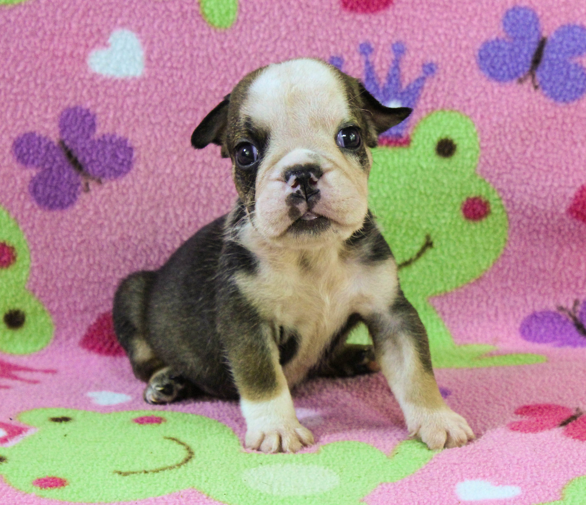 Home of the Smaller AKC English Bulldog Puppies - Newbies