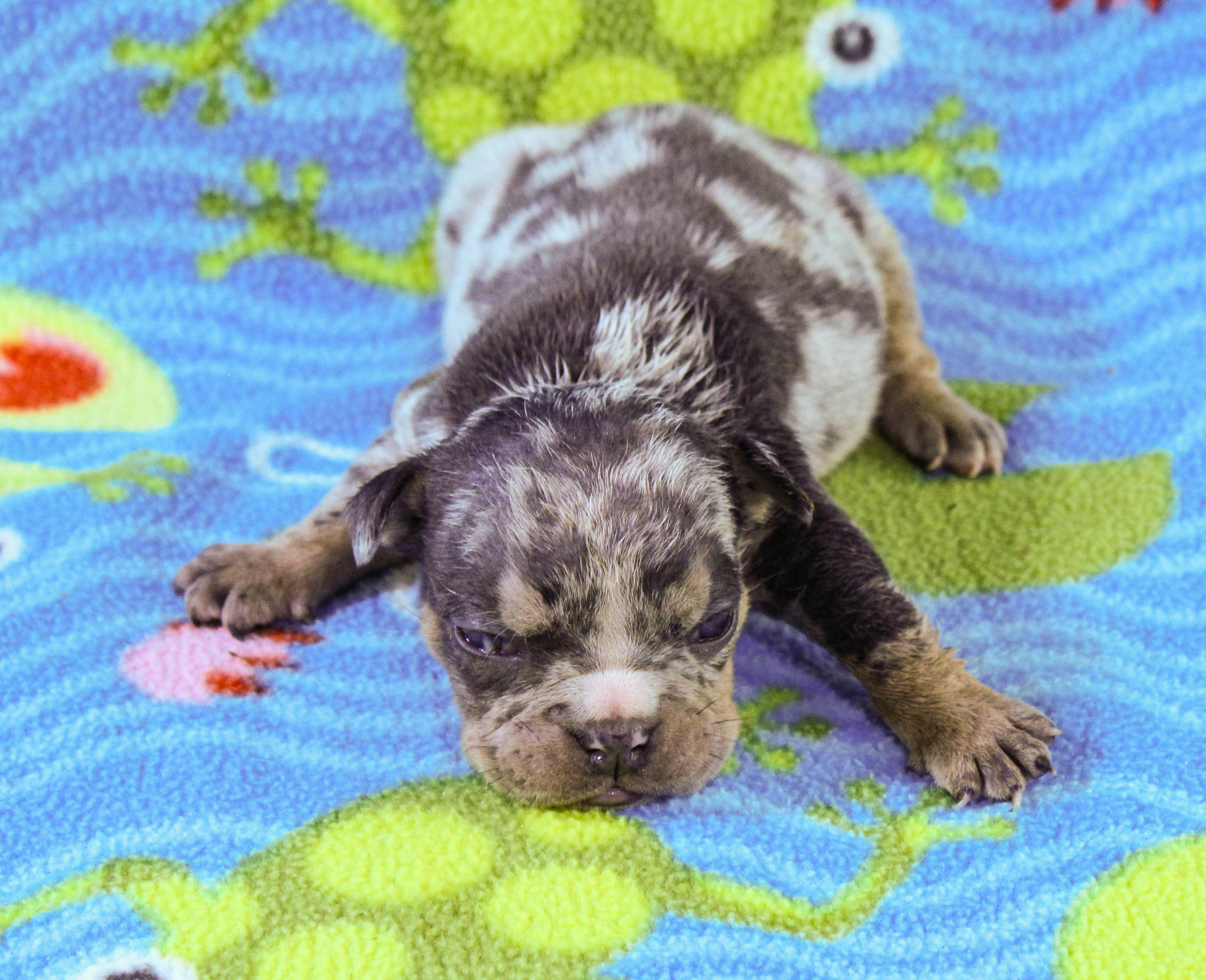 Home of the Smaller AKC English Bulldog Puppies - Newbies