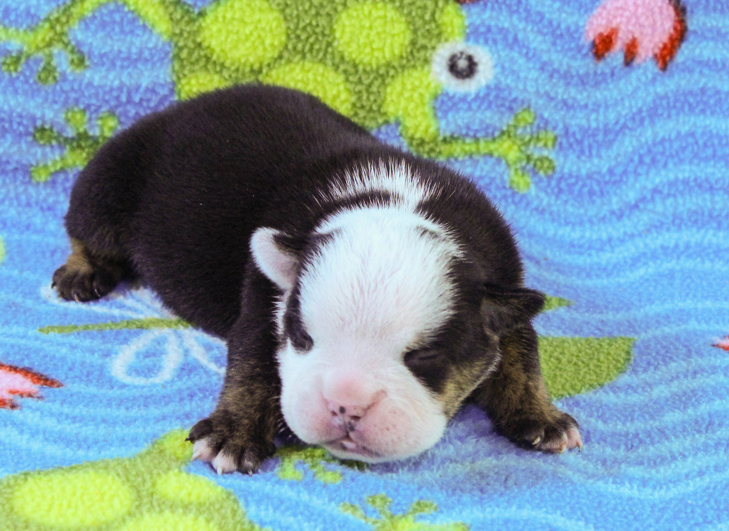 Home of the Smaller AKC English Bulldog Puppies - Newbies