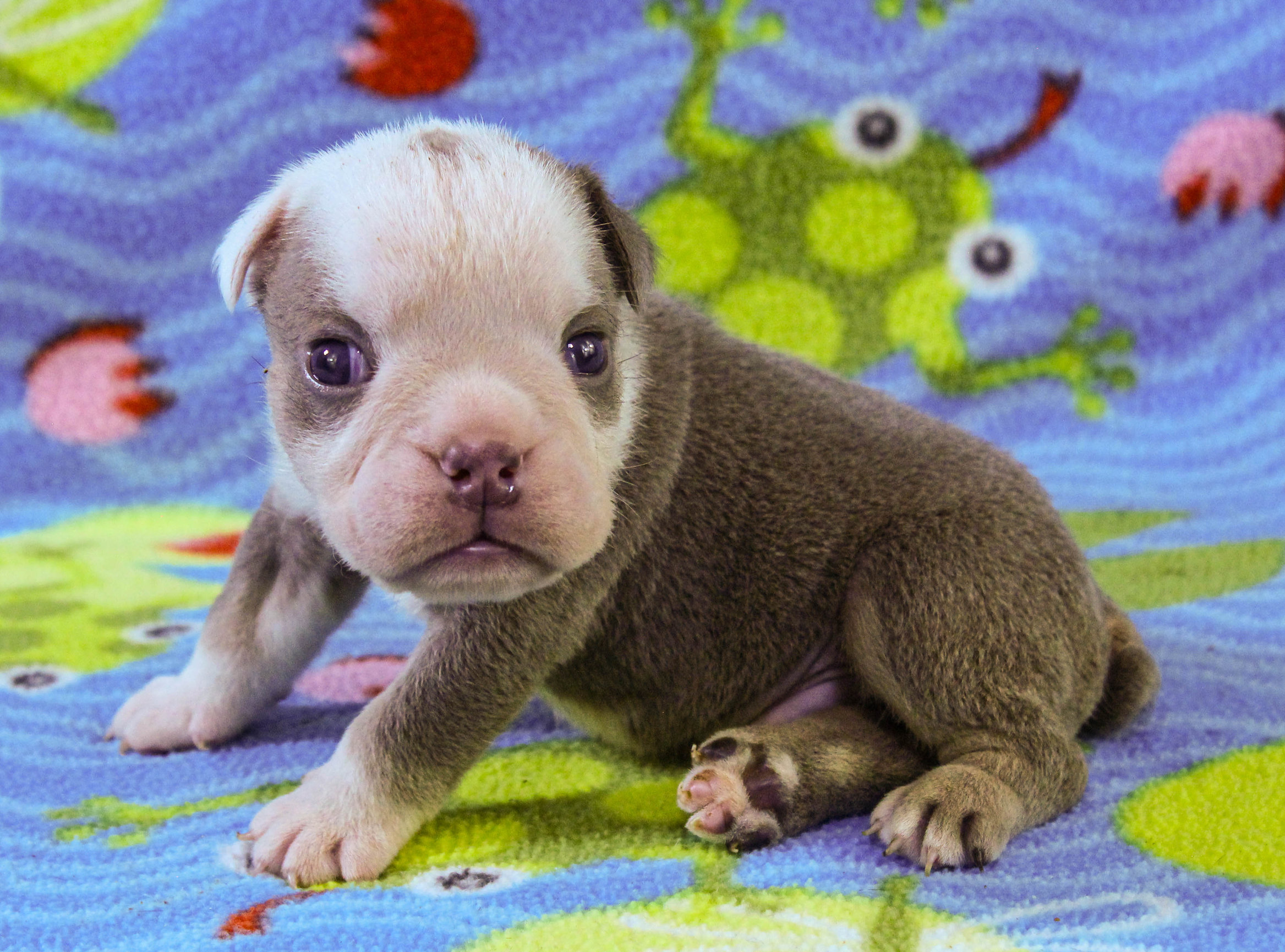 Home of the Smaller AKC English Bulldog Puppies - Newbies