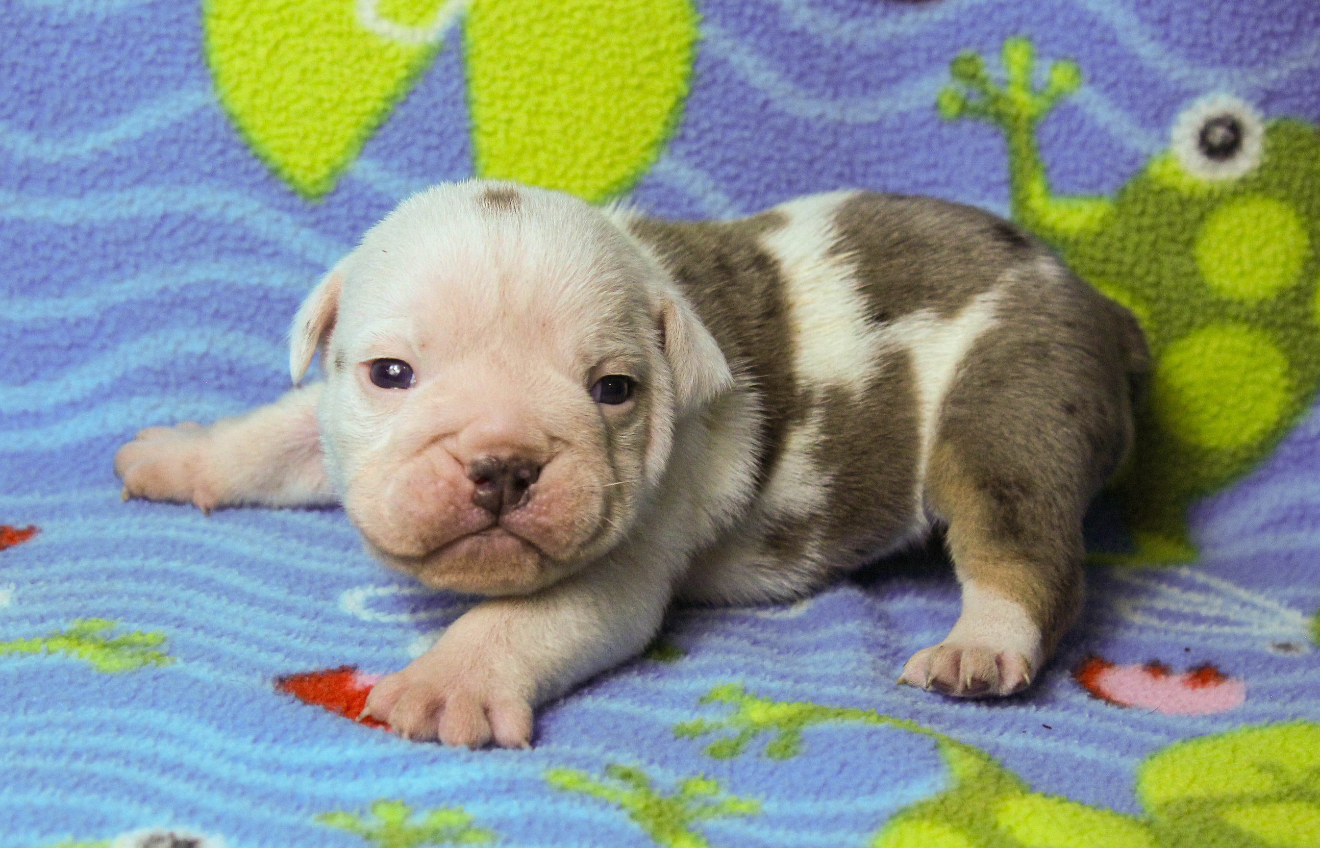 Home of the Smaller AKC English Bulldog Puppies - Newbies
