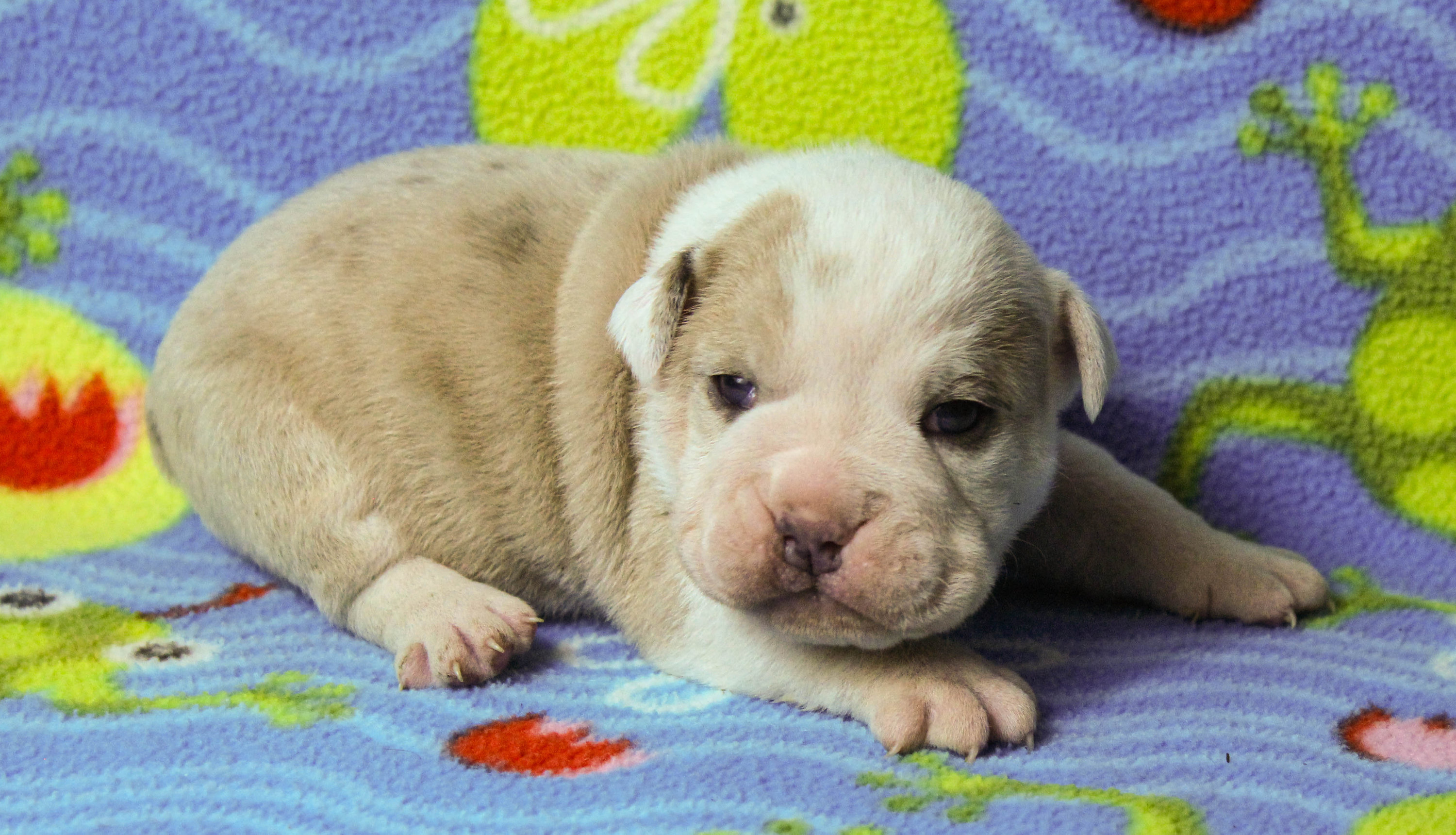 Home of the Smaller AKC English Bulldog Puppies - Newbies