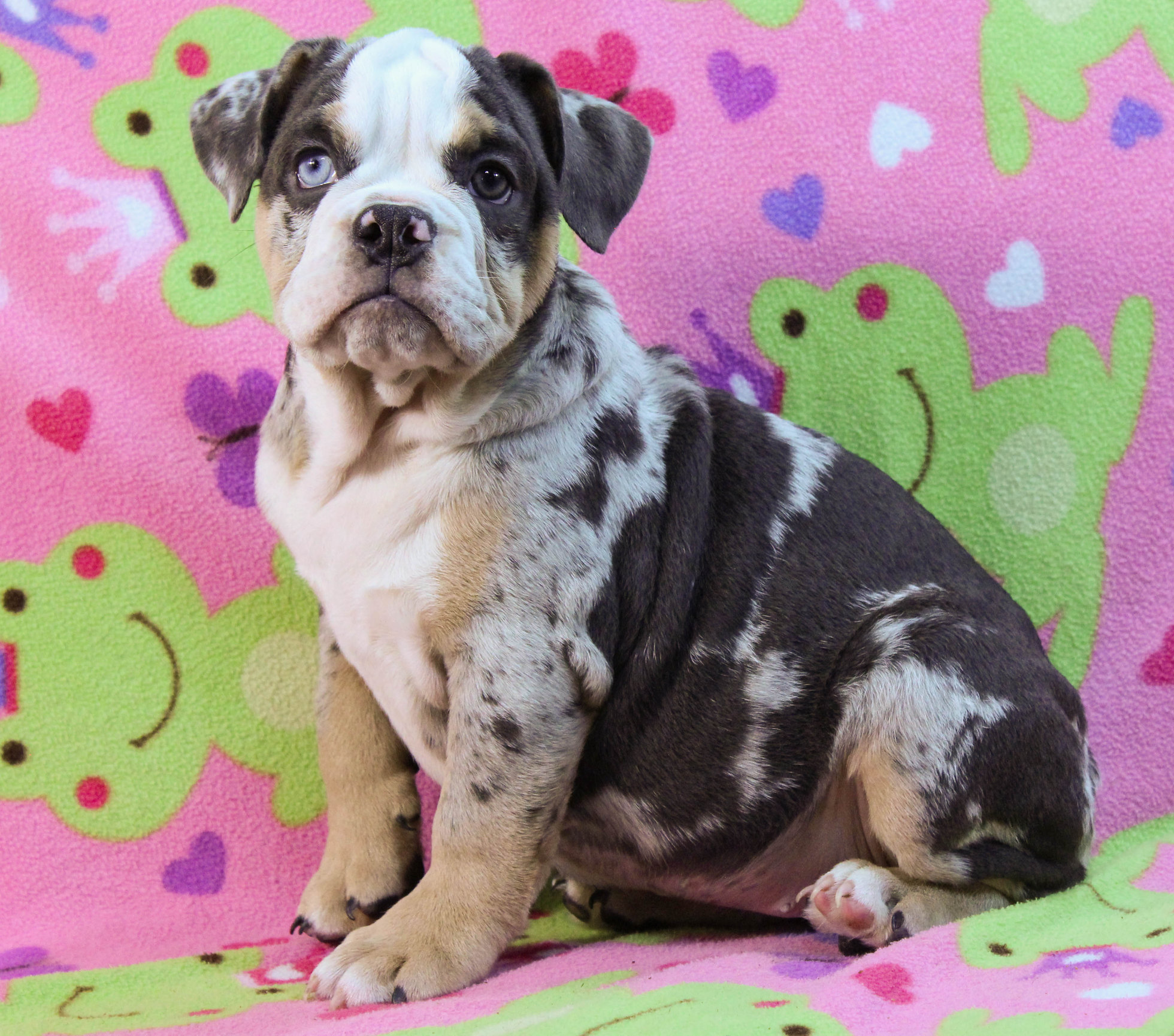 Home of the Smaller AKC English Bulldog Puppies - Newbies