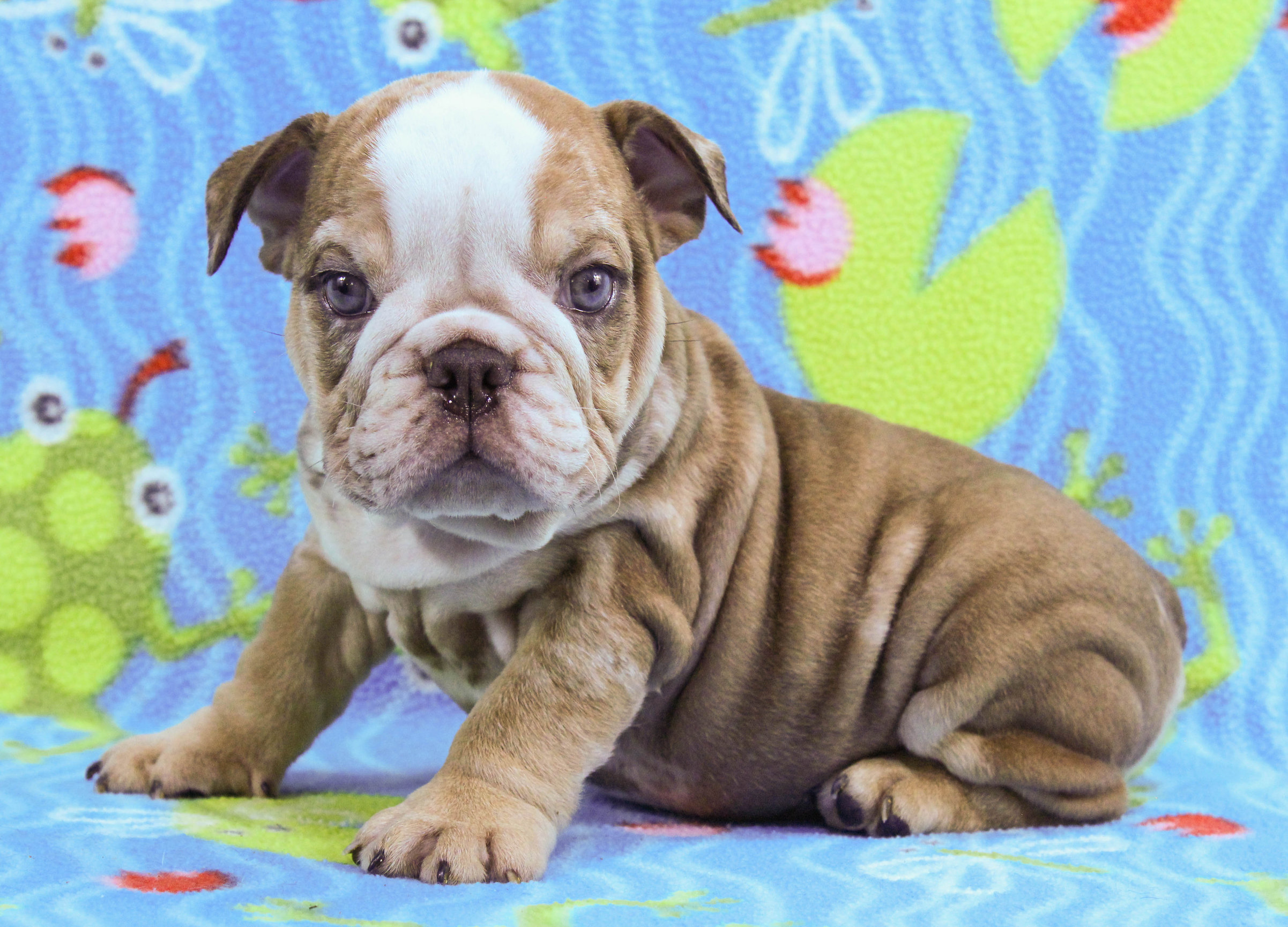 Home of the Smaller AKC English Bulldog Puppies - Newbies