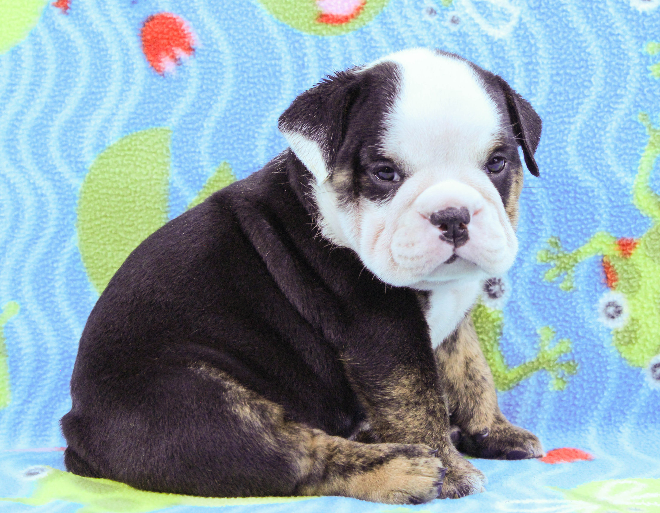 Home of the Smaller AKC English Bulldog Puppies - Newbies